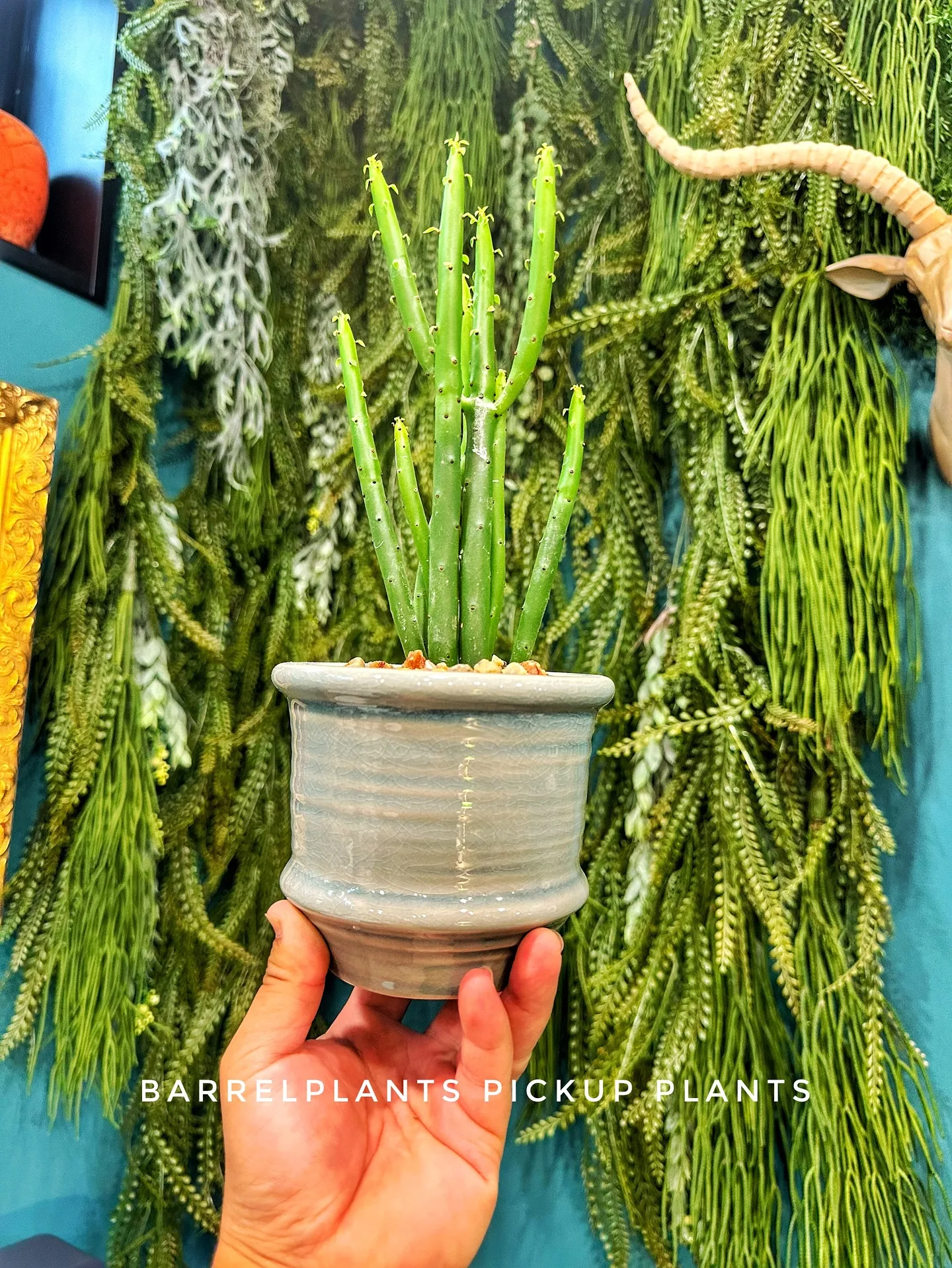 【素敵なラインナップの植え込み多数販売中！植物専門店barr...