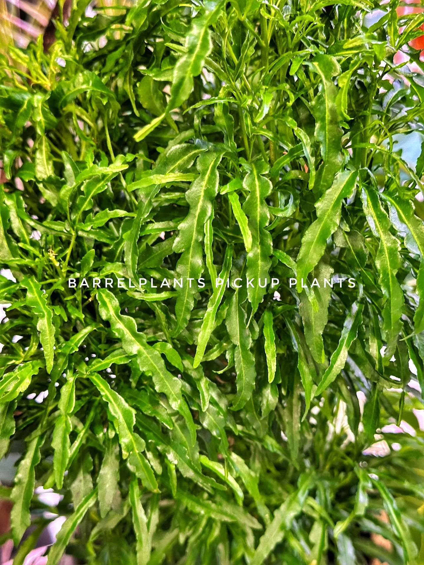 【植物専門店おすすめ！こだわりの植物達がbarrelplan...
