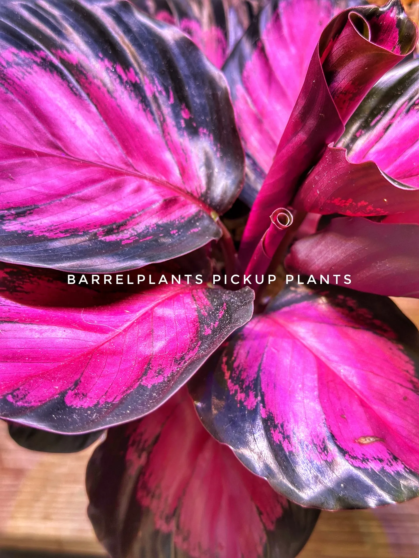 【植物専門店おすすめ！こだわりの植物達がbarrelplan...