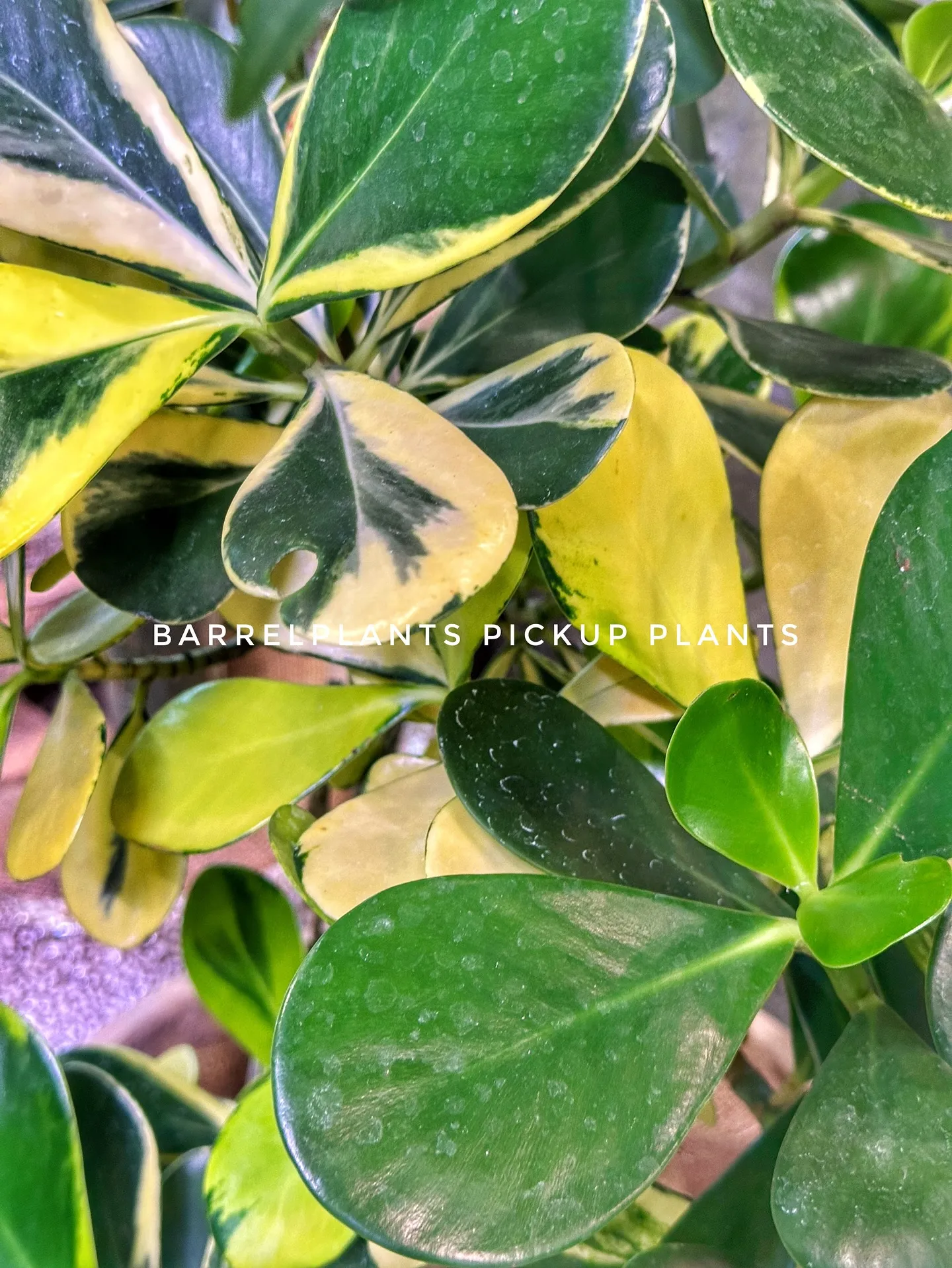 【植物専門店おすすめ！こだわりの植物達がbarrelplan...