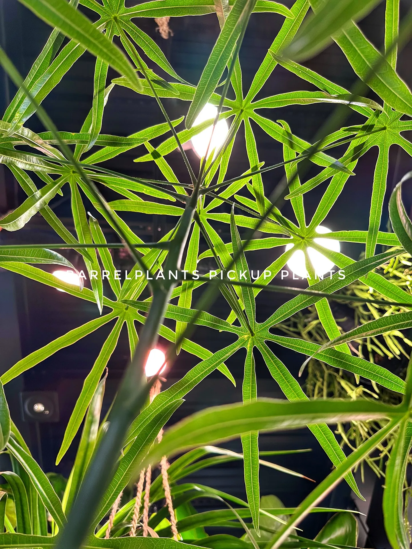 【植物専門店おすすめ！こだわりの植物達がbarrelplan...