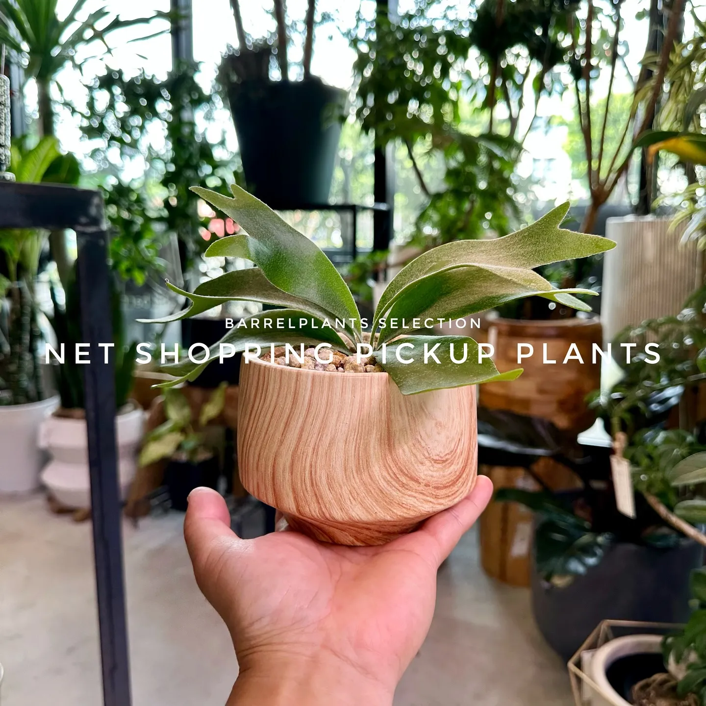 【barrelplantsベイスネットショッピング、多数植物...