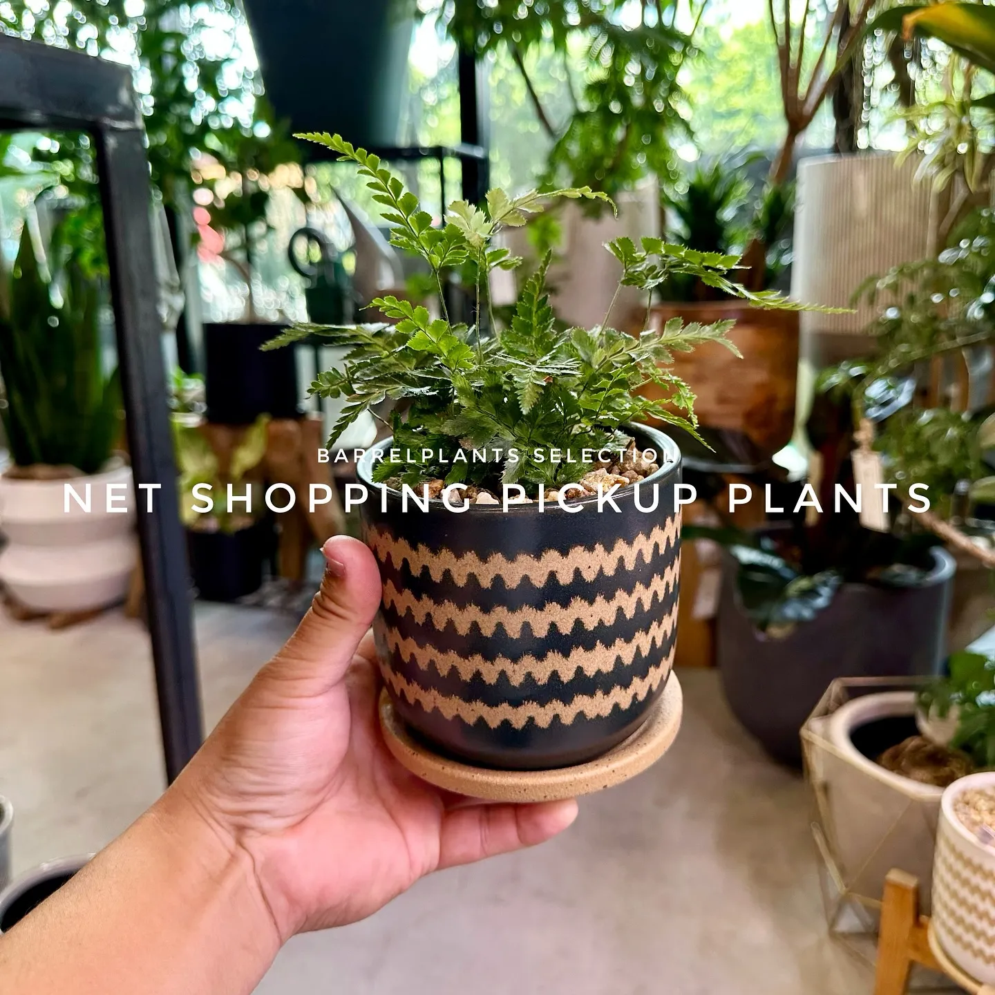 【barrelplantsベイスネットショッピング、多数植物...