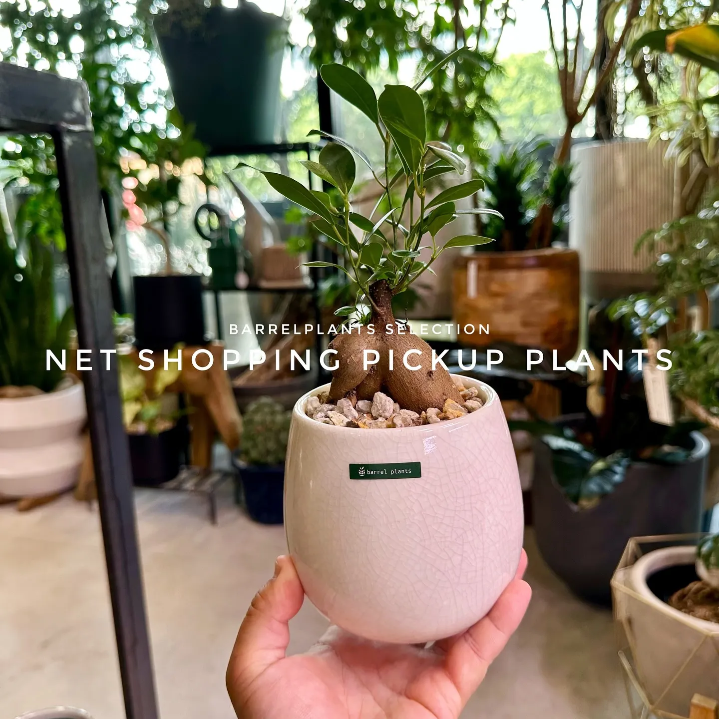 【barrelplantsベイスネットショッピング、多数植物...