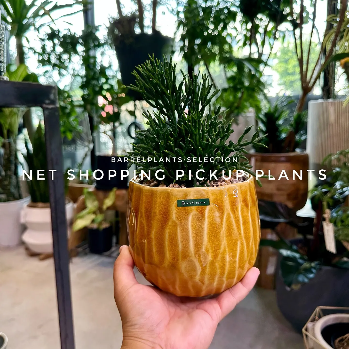 【barrelplantsベイスネットショッピング、多数植物...