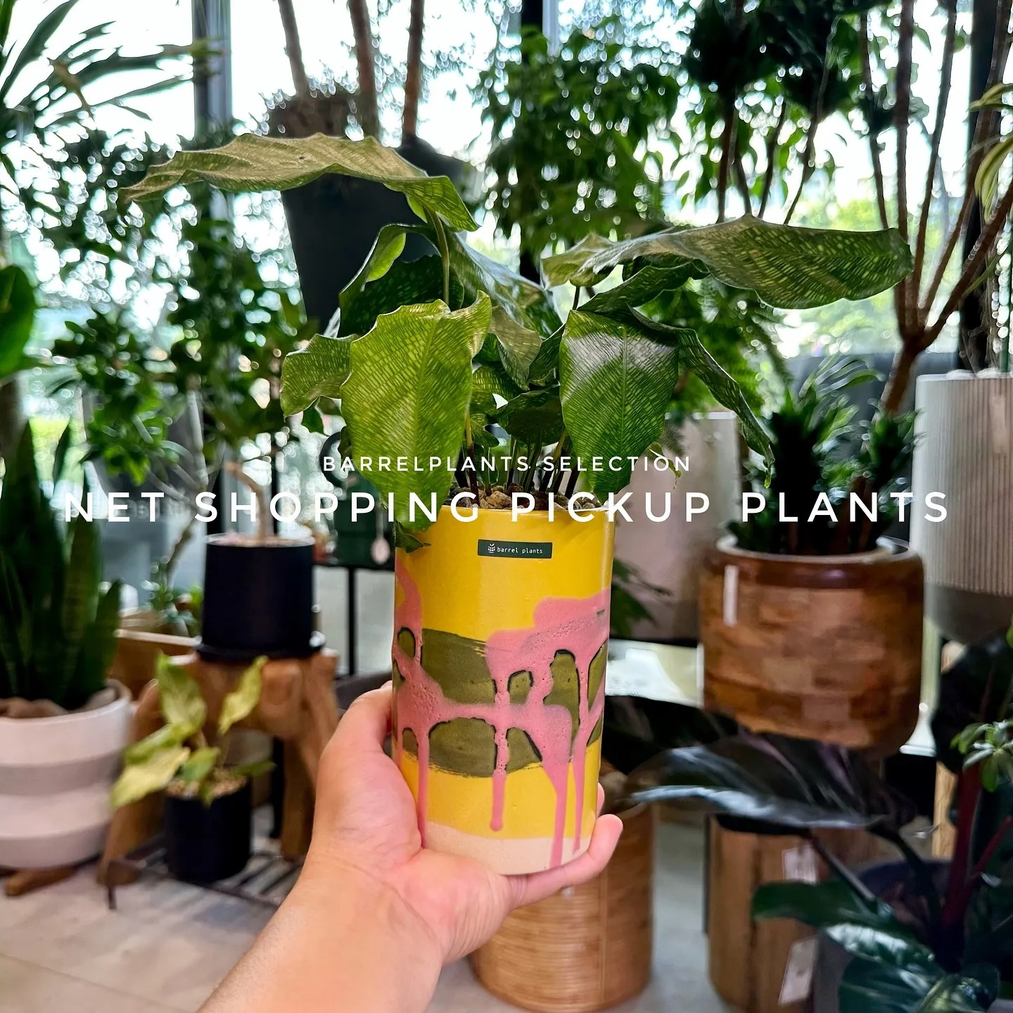 【barrelplantsベイスネットショッピング、多数植物...