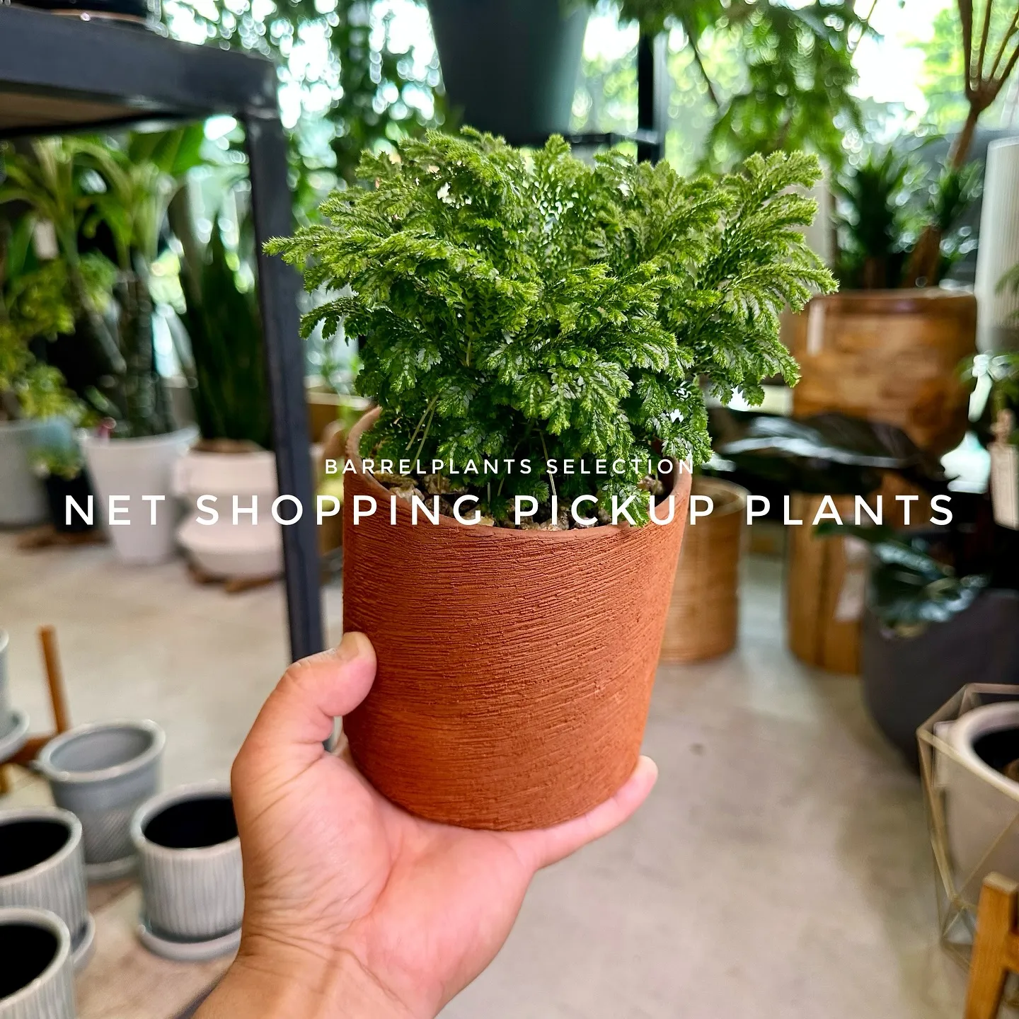 【barrelplantsベイスネットショッピング、多数植物...