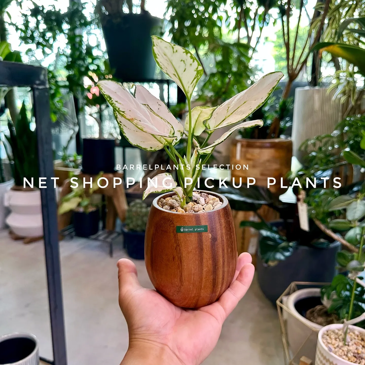 【barrelplantsベイスネットショッピング、多数植物...