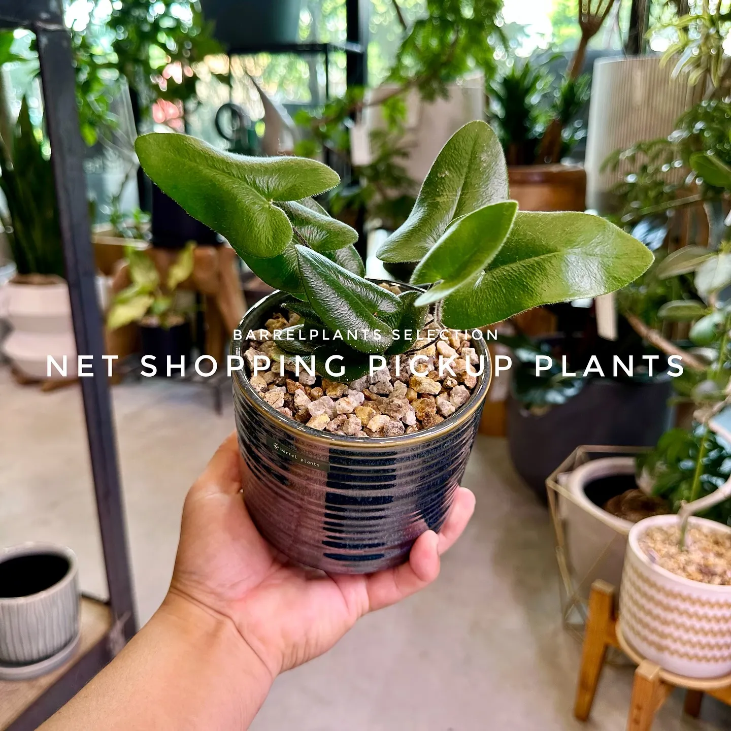 【barrelplantsベイスネットショッピング、多数植物...