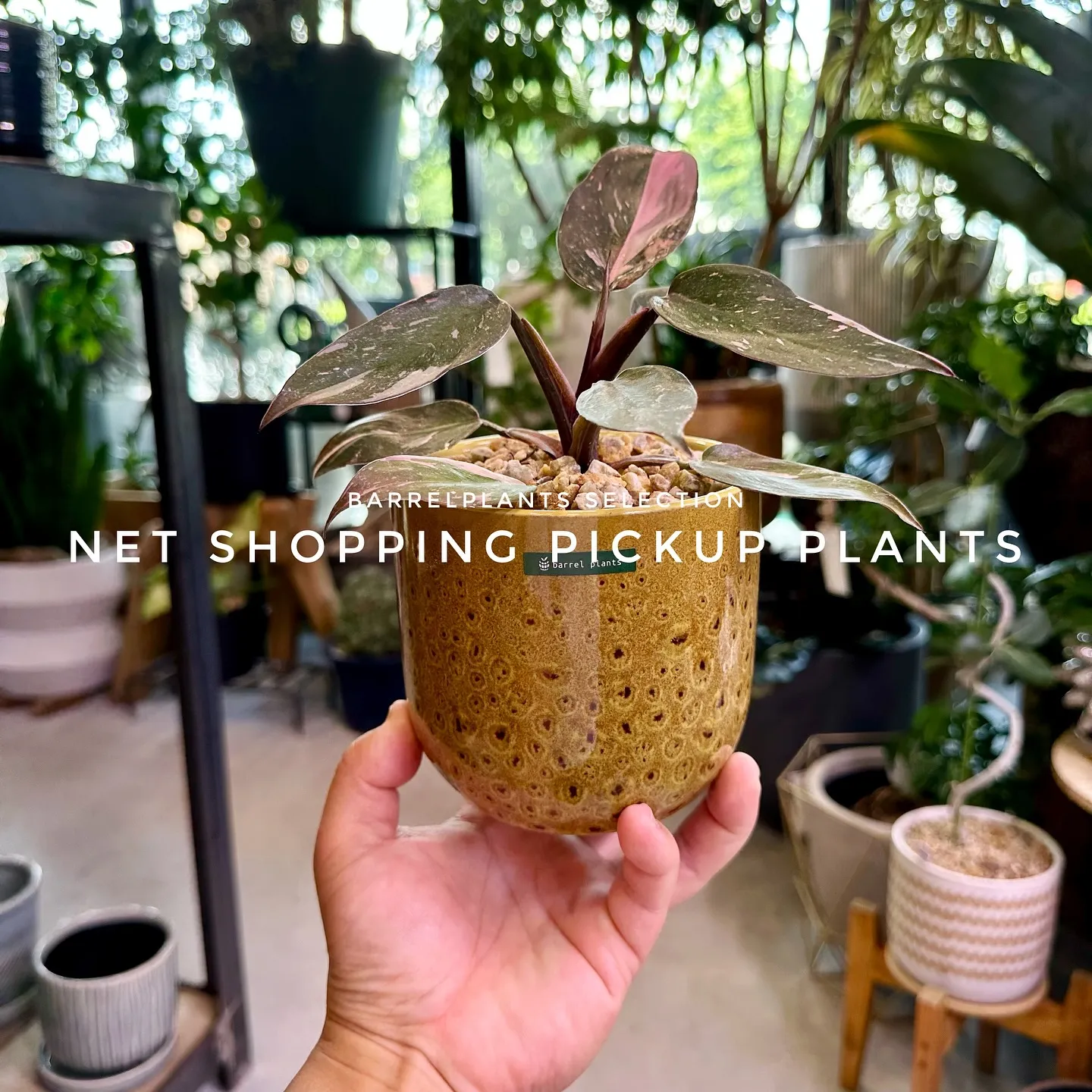 【barrelplantsベイスネットショッピング、多数植物...