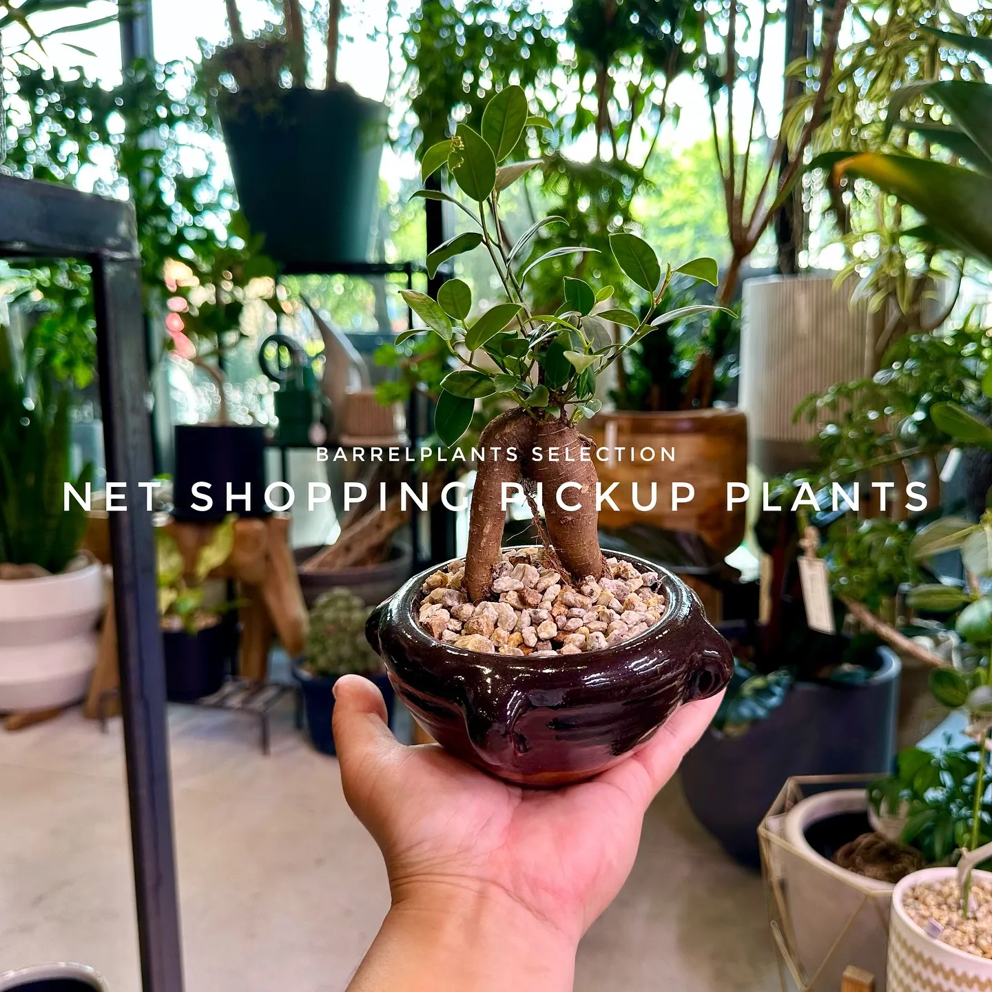 【barrelplantsベイスネットショッピング、多数植物...