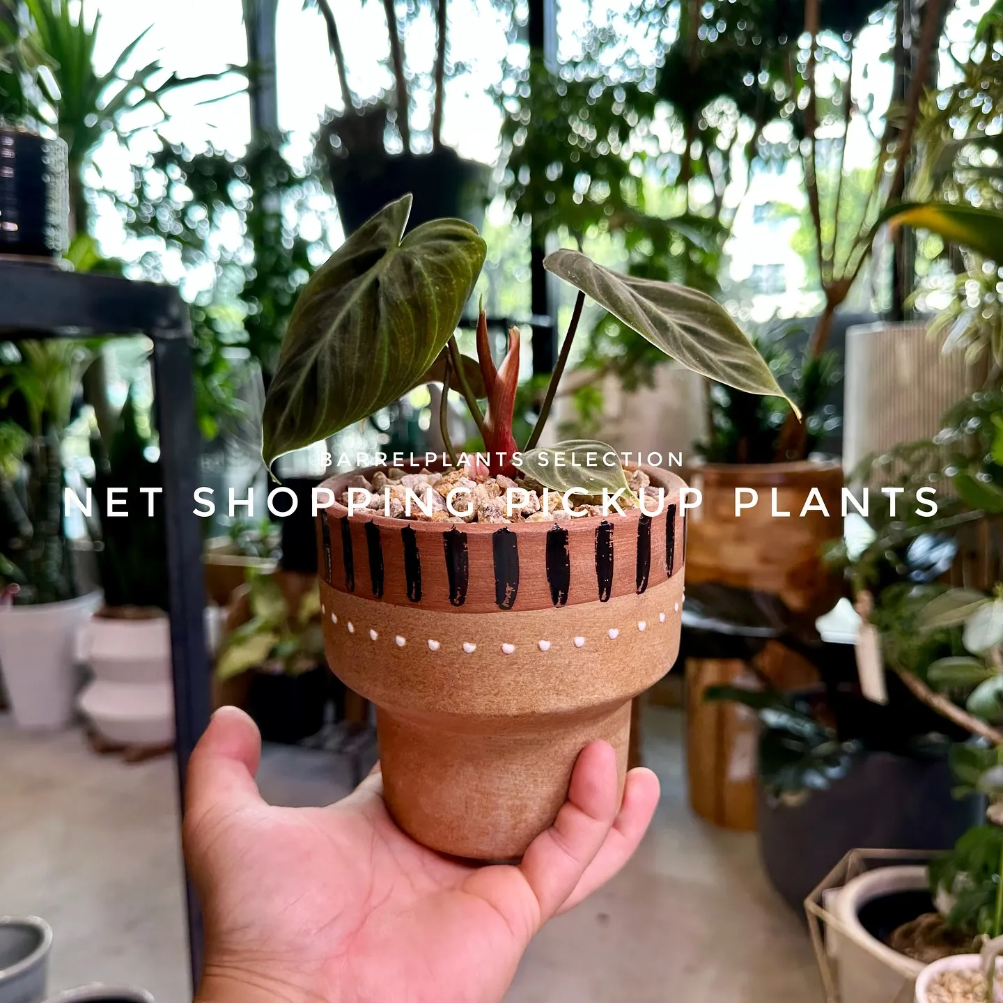 【barrelplantsベイスネットショッピング、多数植物...