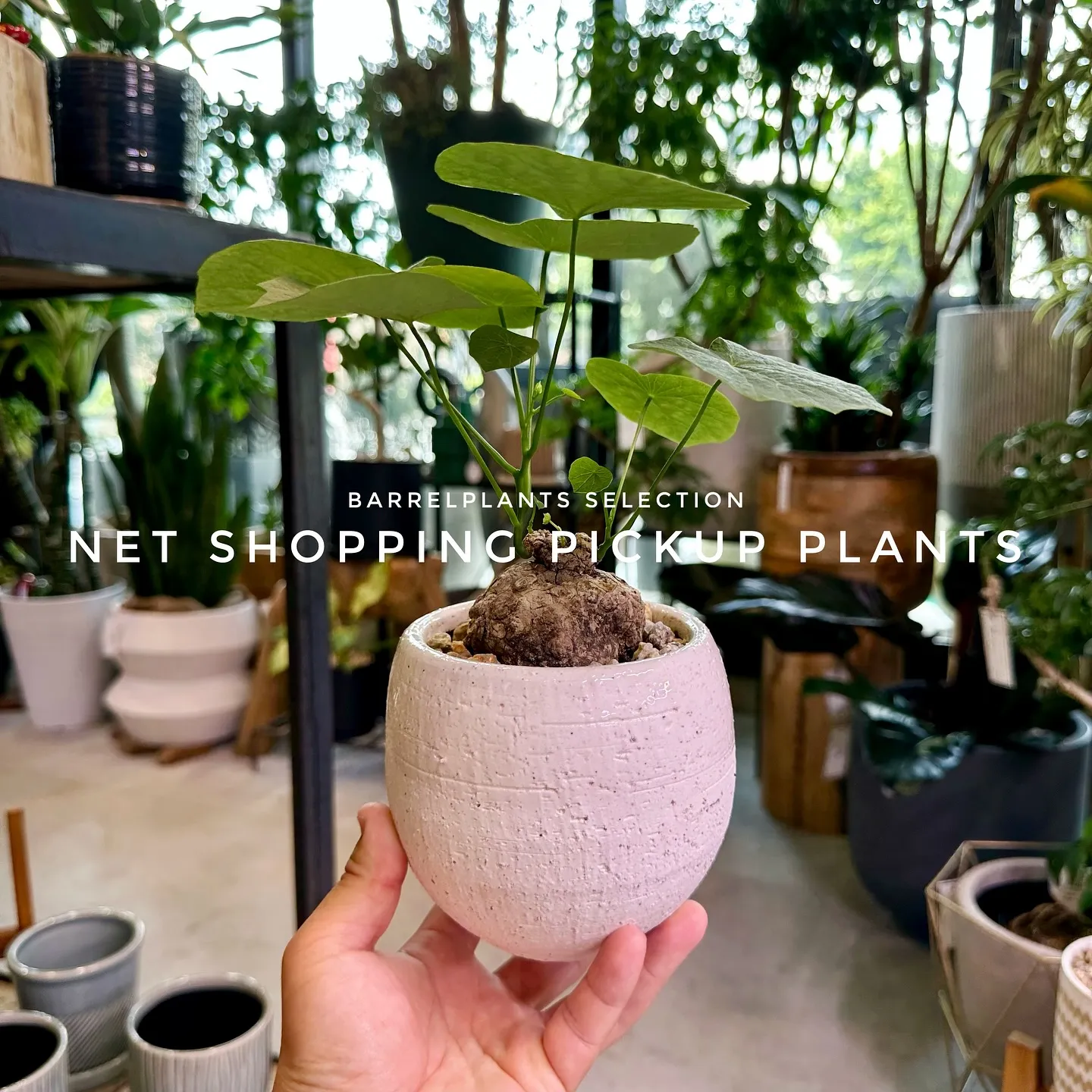 【barrelplantsベイスネットショッピング、多数植物...