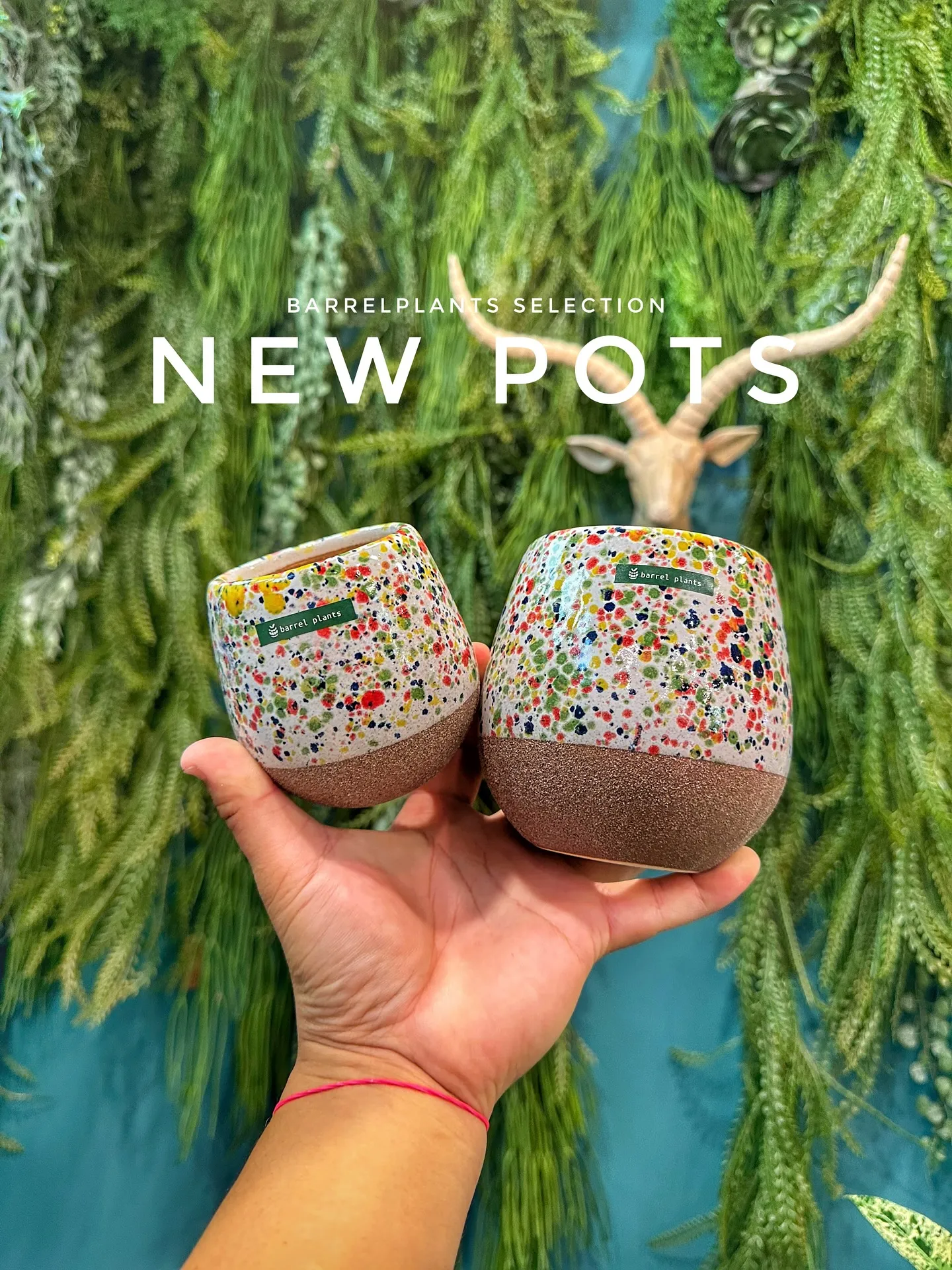 【本日も素敵な鉢が大量入荷！植物専門店barrelplant...