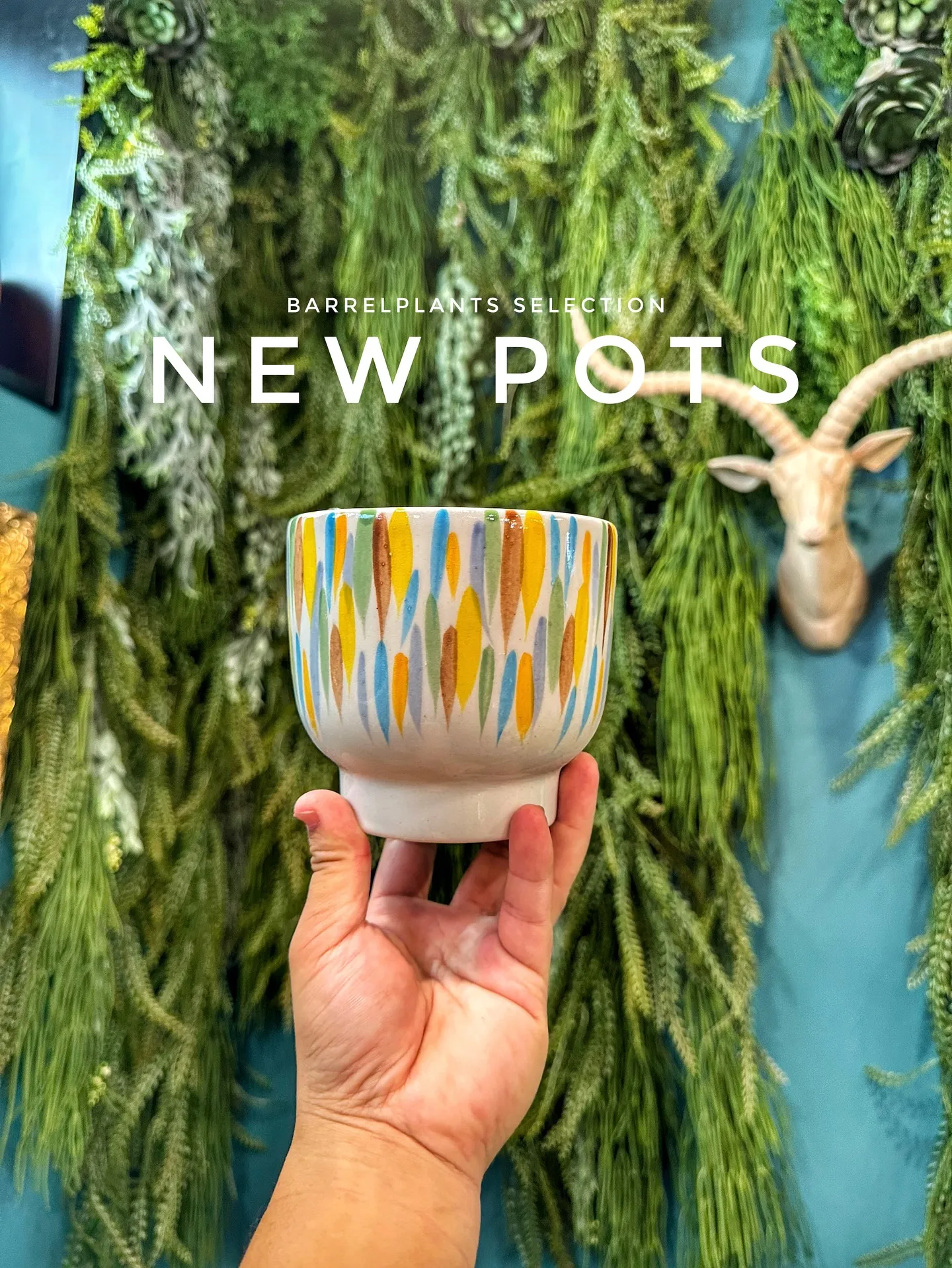 【本日も素敵な鉢が大量入荷！植物専門店barrelplant...