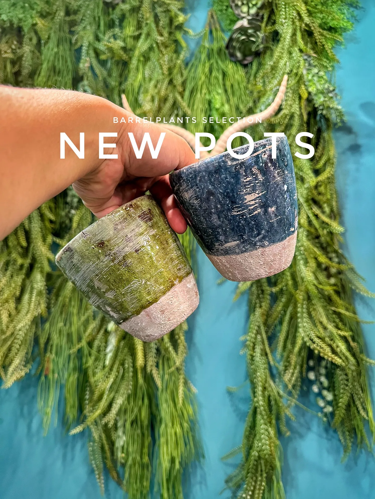 【本日も素敵な鉢が大量入荷！植物専門店barrelplant...
