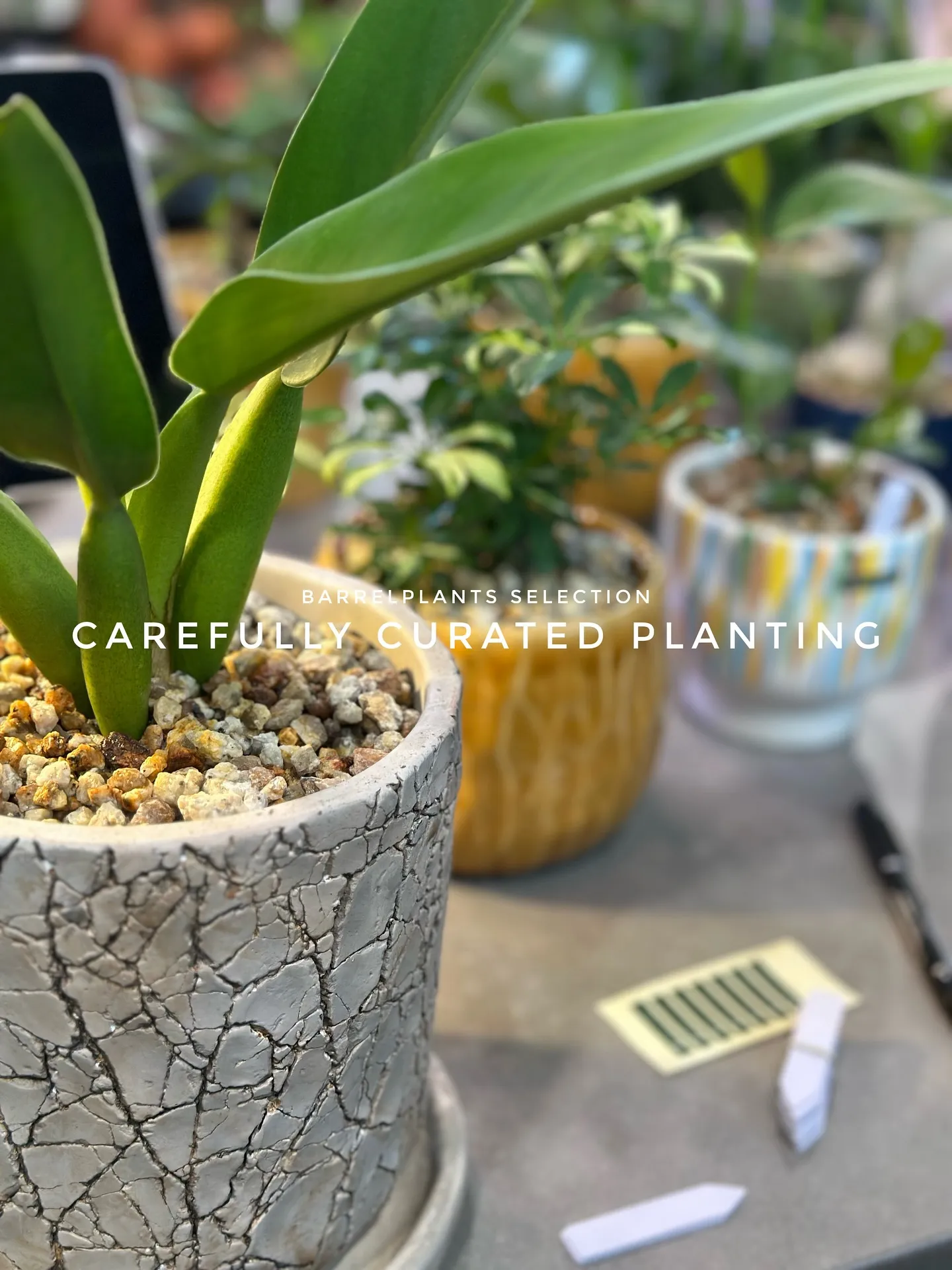 【こだわりの植物とこだわりの植物多数入荷！黙々植え込み準備中...