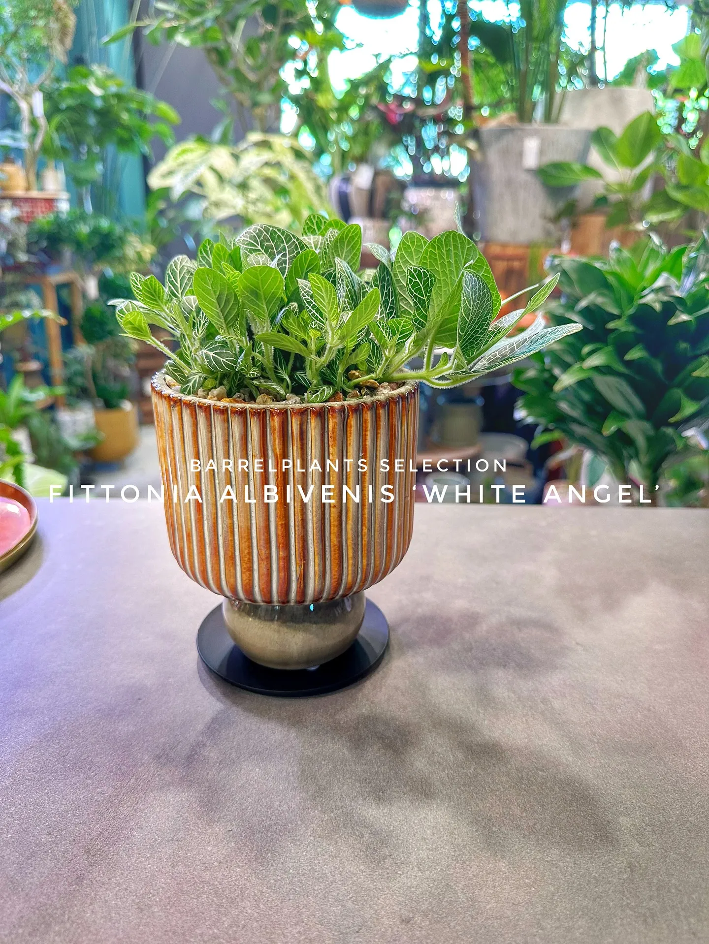 【こだわりの植物とこだわりの植物多数入荷！黙々植え込み準備中...
