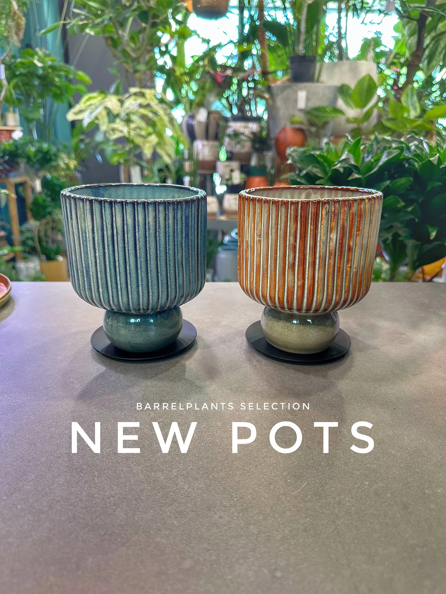 【こだわりの植物とこだわりの植物多数入荷！黙々植え込み準備中...