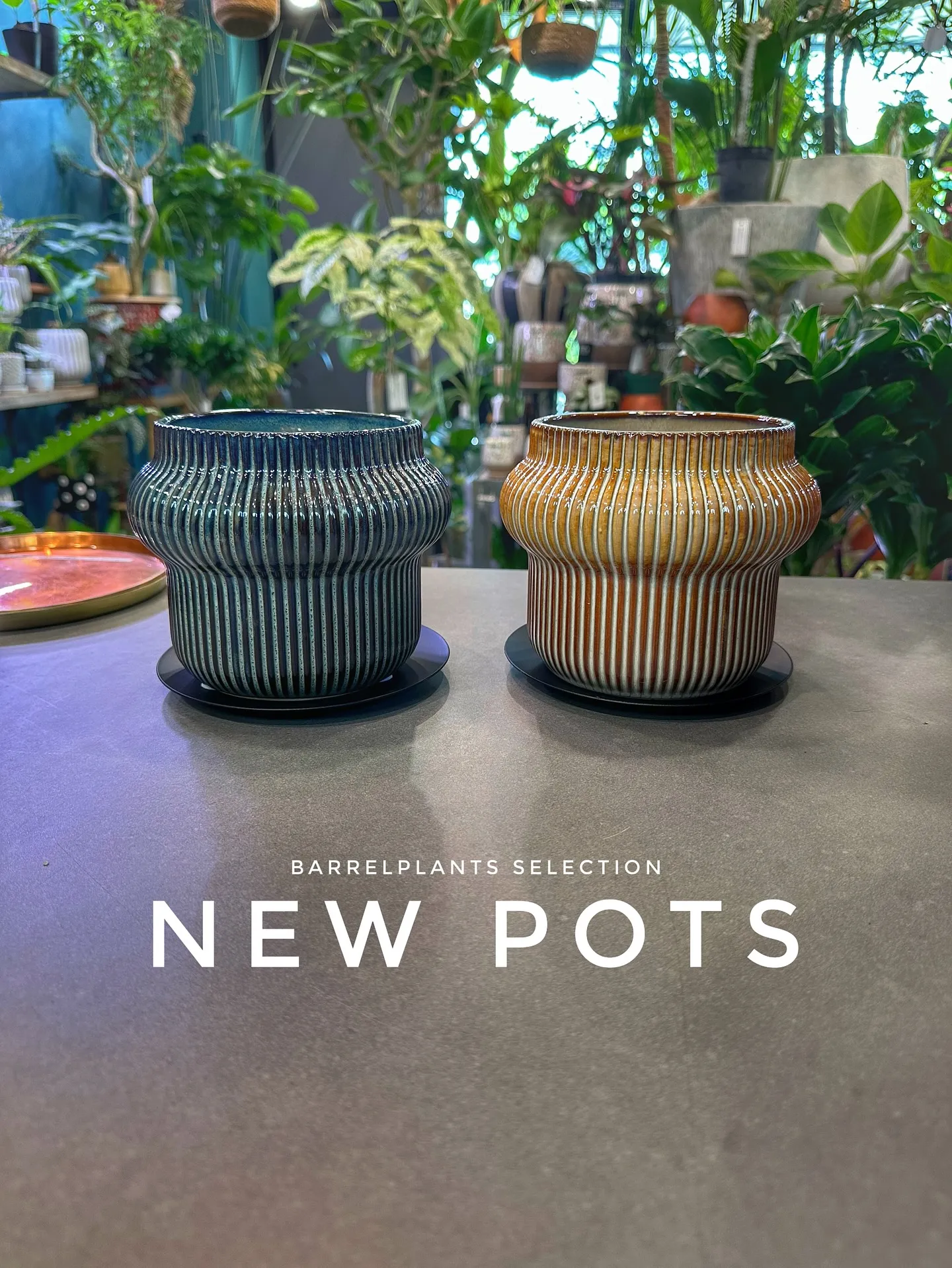 【こだわりの植物とこだわりの植物多数入荷！黙々植え込み準備中...