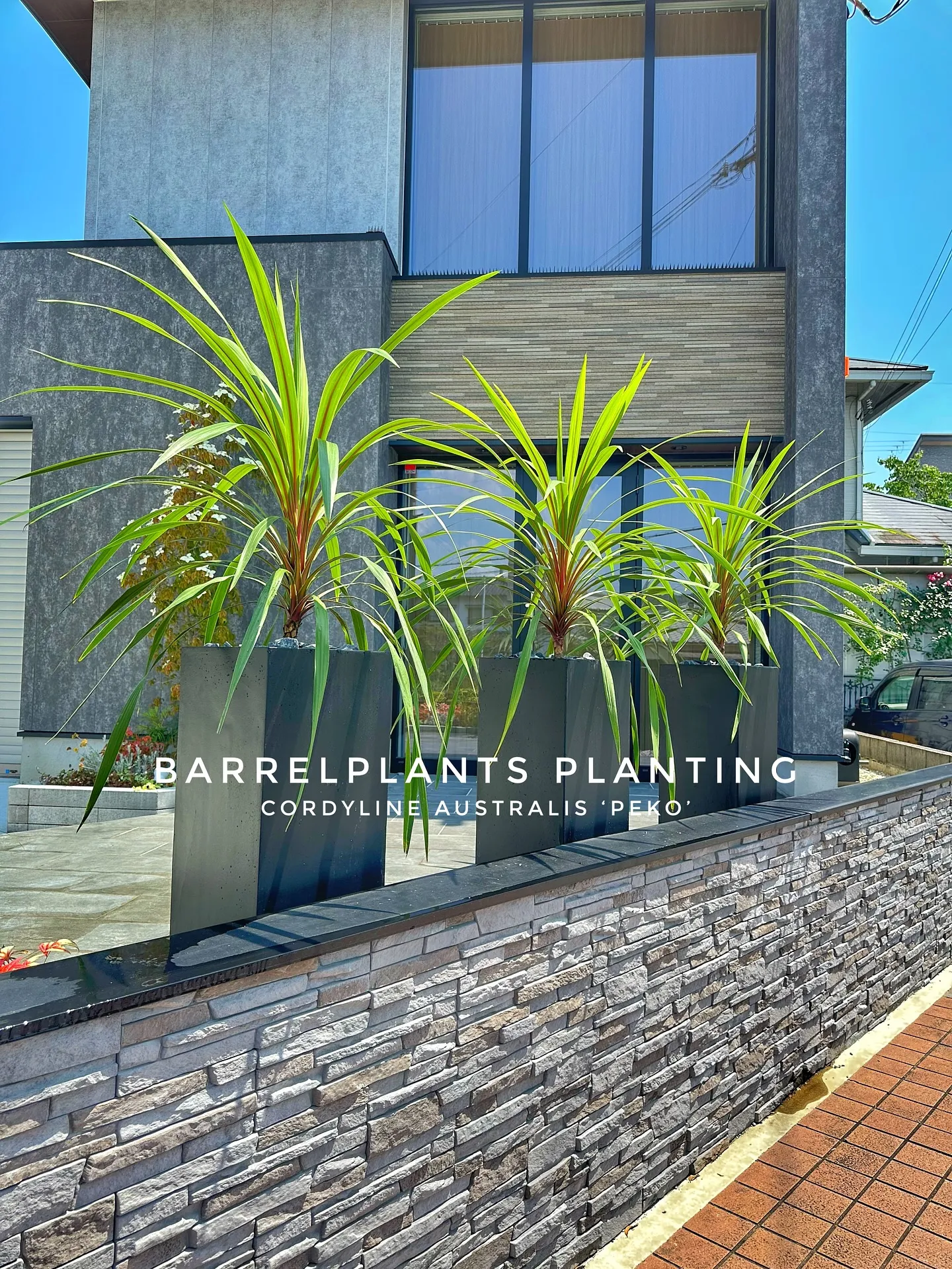 【こだわりの植物とこだわりの植物多数入荷！黙々植え込み準備中...