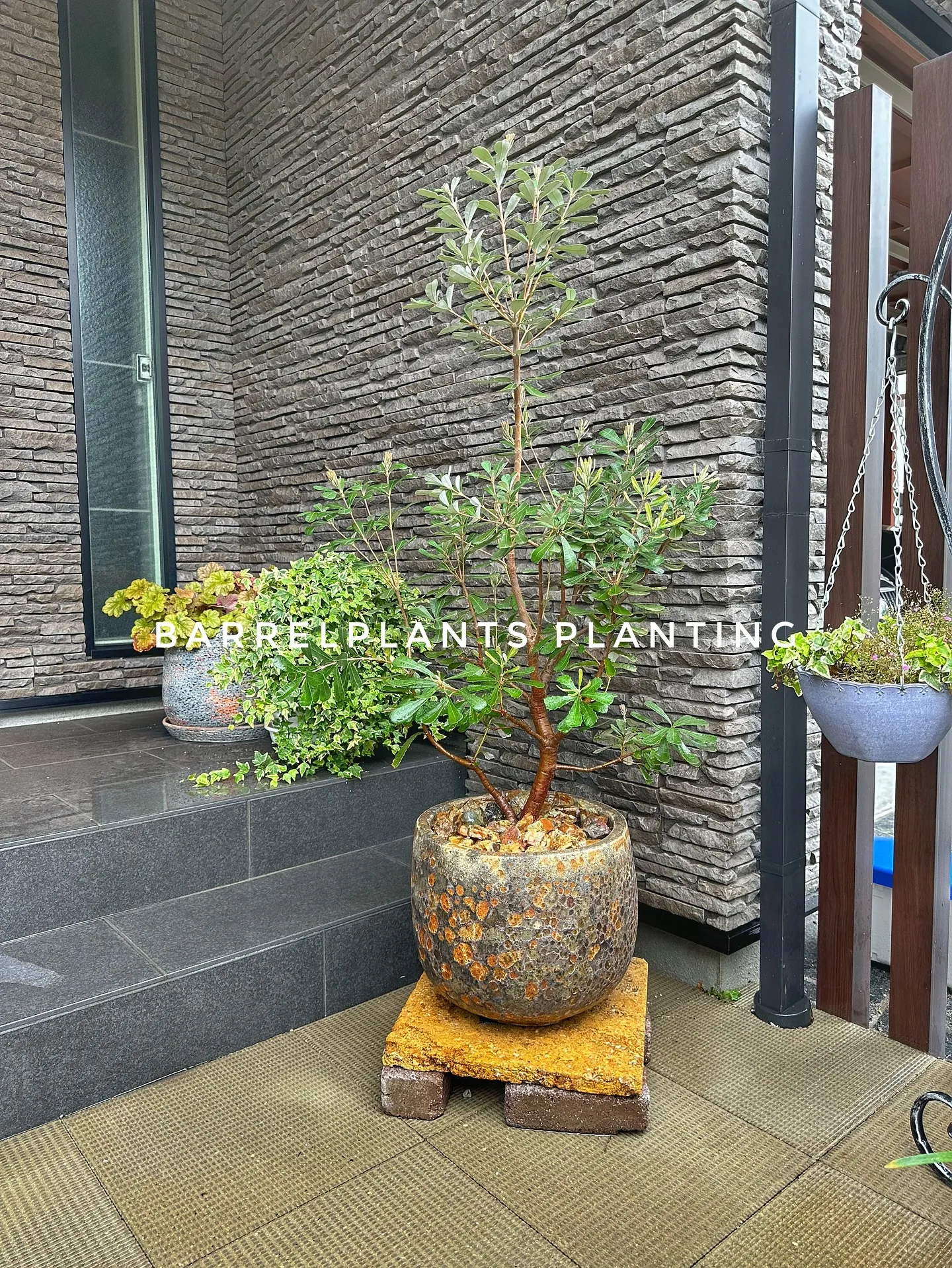 【こだわりの植物とこだわりの植物多数入荷！黙々植え込み準備中...