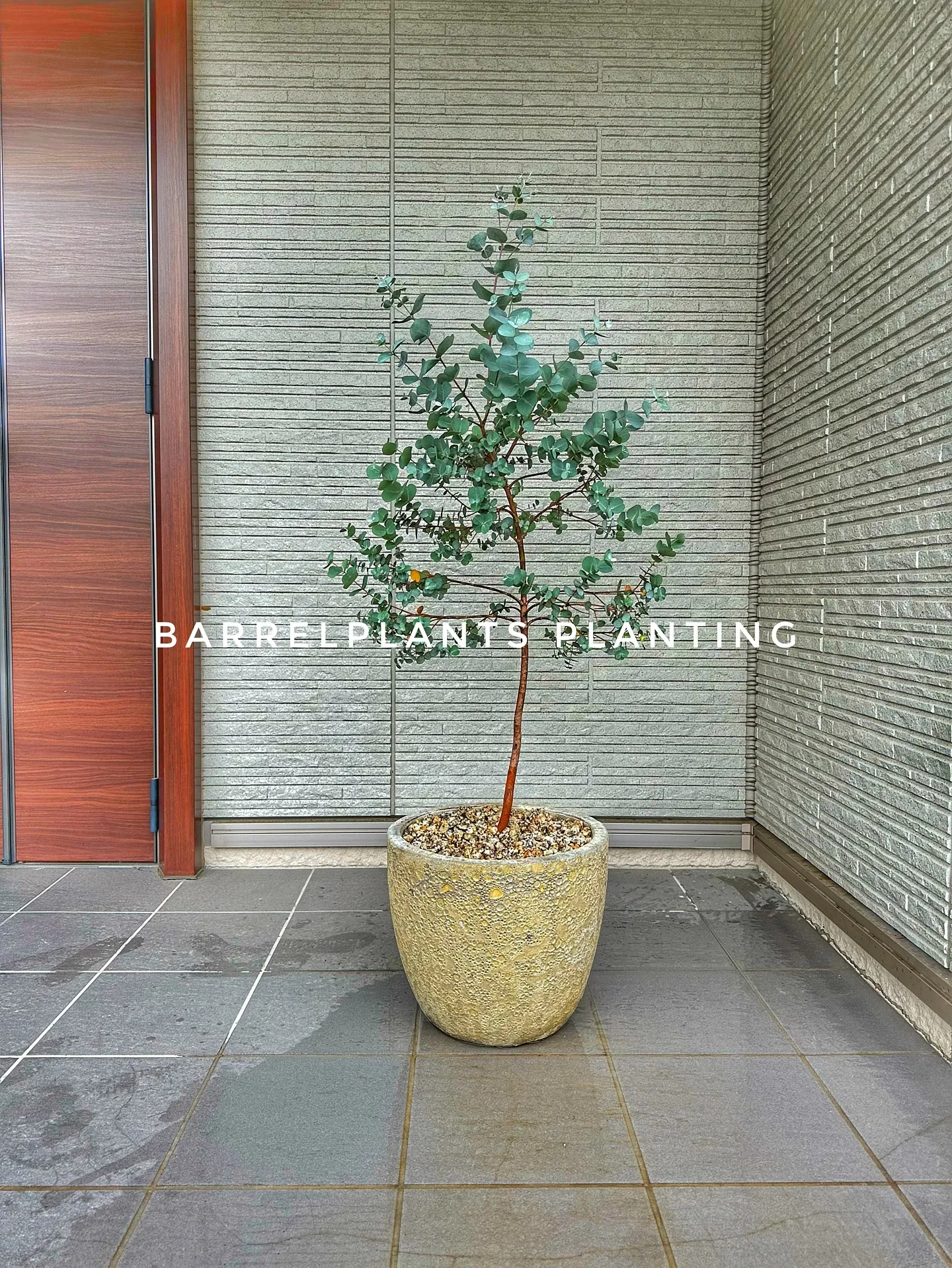 【こだわりの植物とこだわりの植物多数入荷！黙々植え込み準備中...
