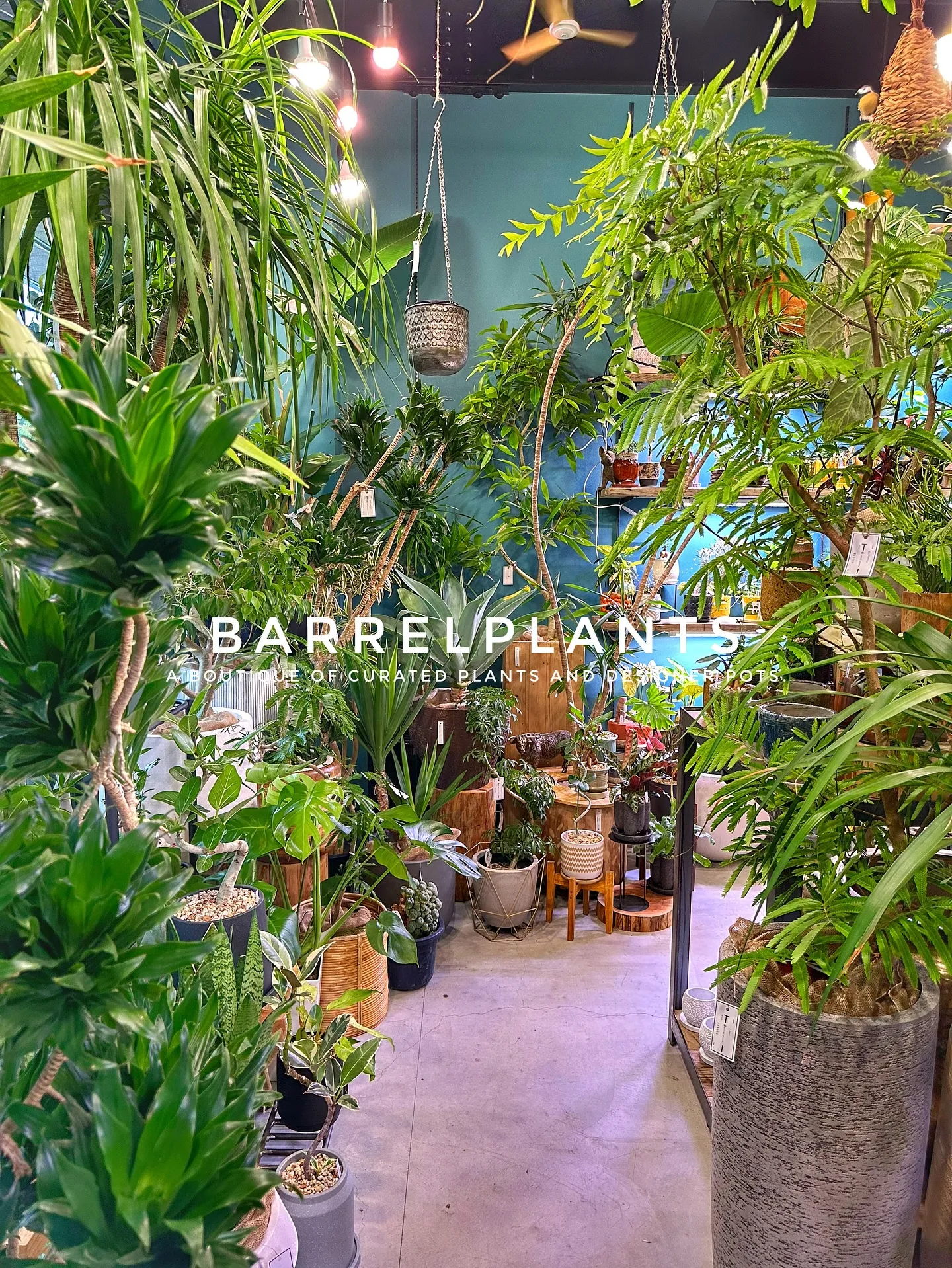 【こだわりの植物とこだわりの鉢が多数入荷！植物専門店barr...