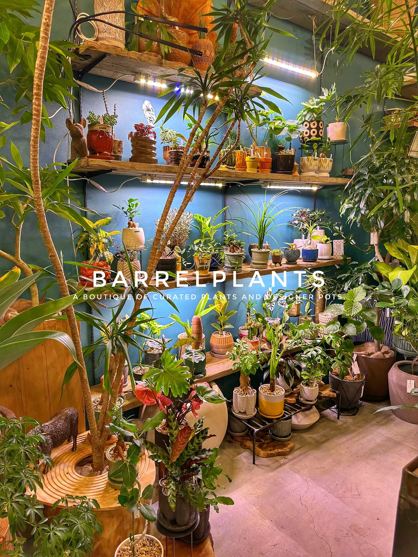 【こだわりの植物とこだわりの鉢が多数入荷！植物専門店barr...