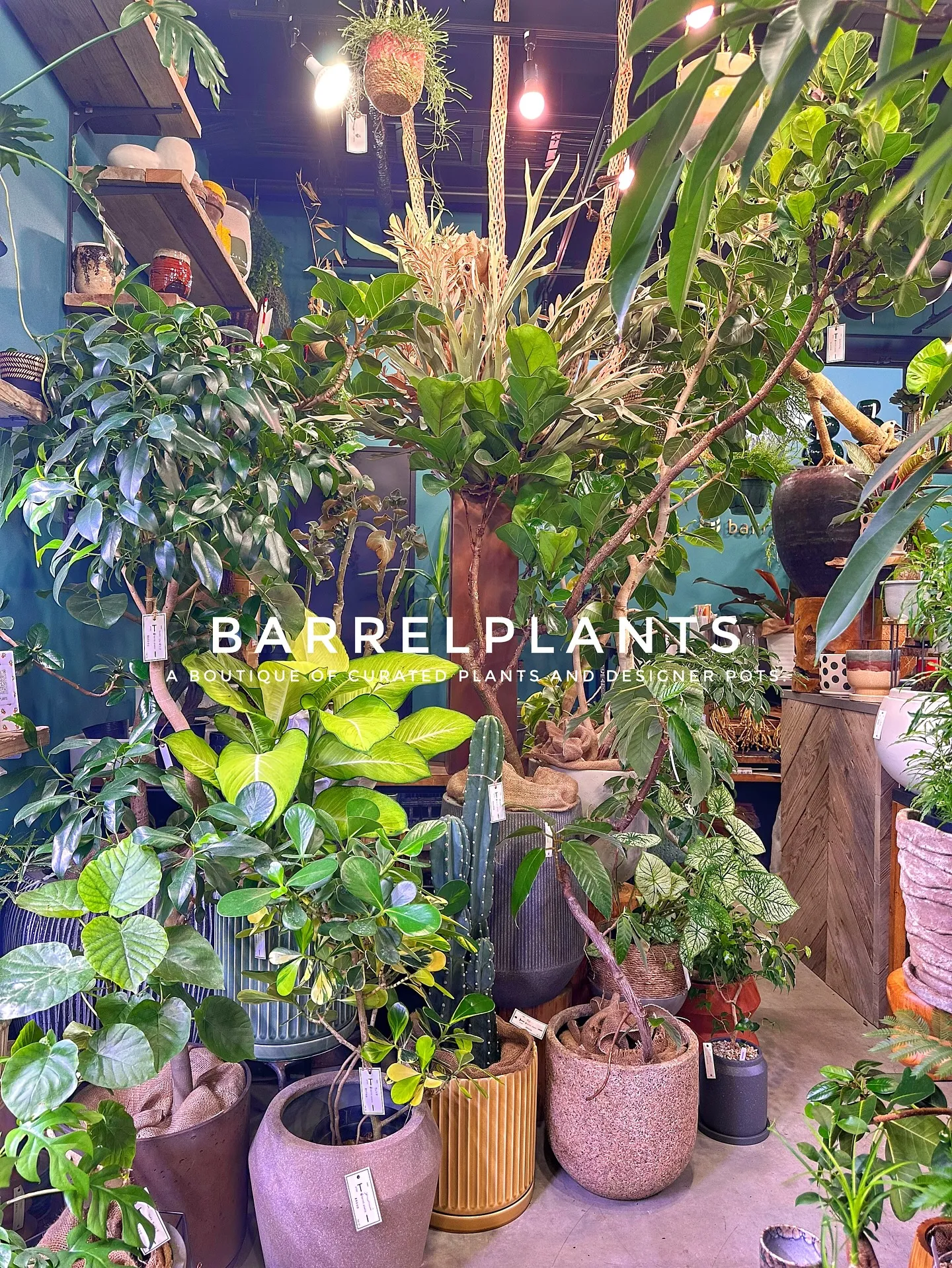 【こだわりの植物とこだわりの鉢が多数入荷！植物専門店barr...