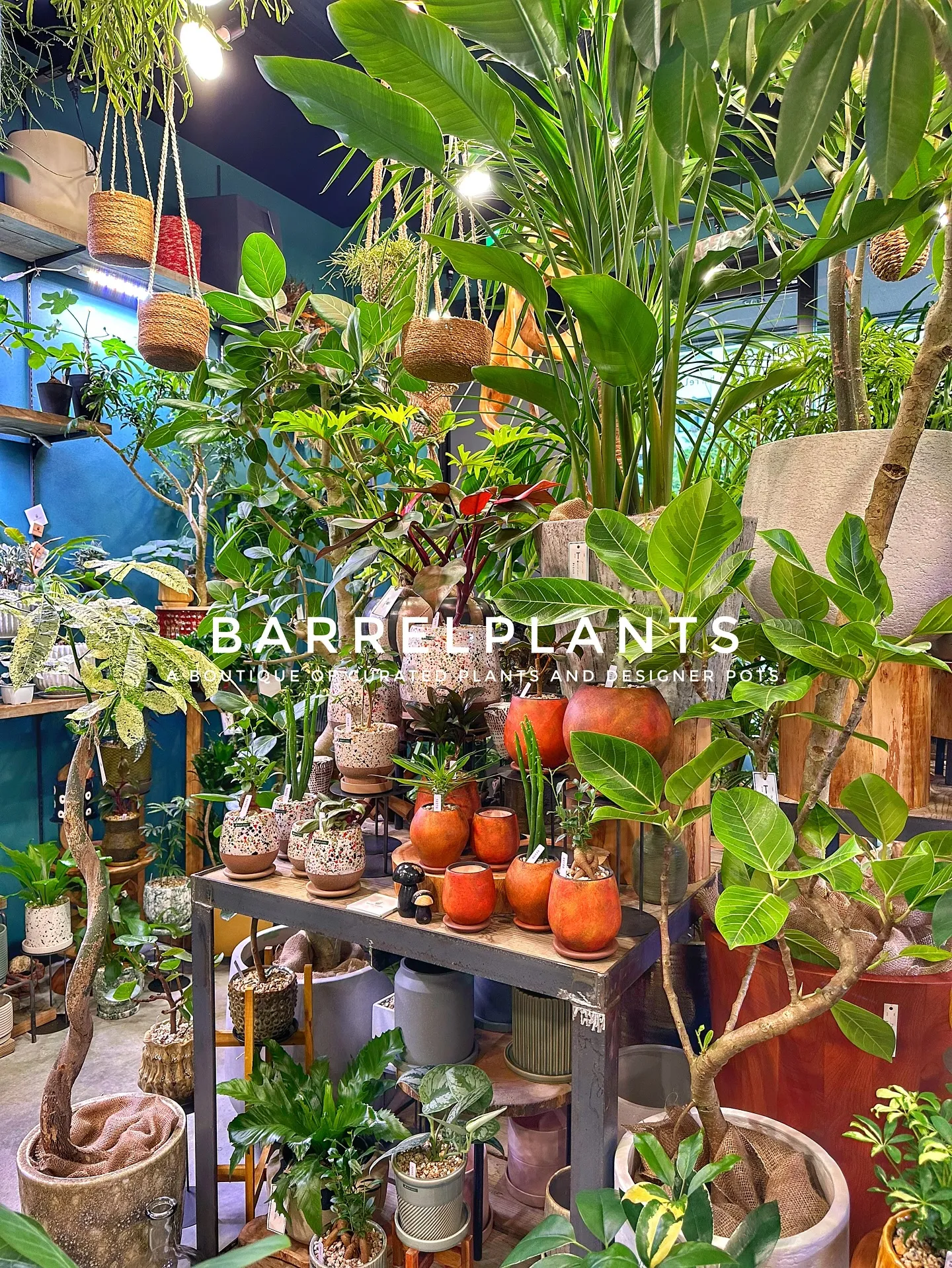 【こだわりの植物とこだわりの鉢が多数入荷！植物専門店barr...