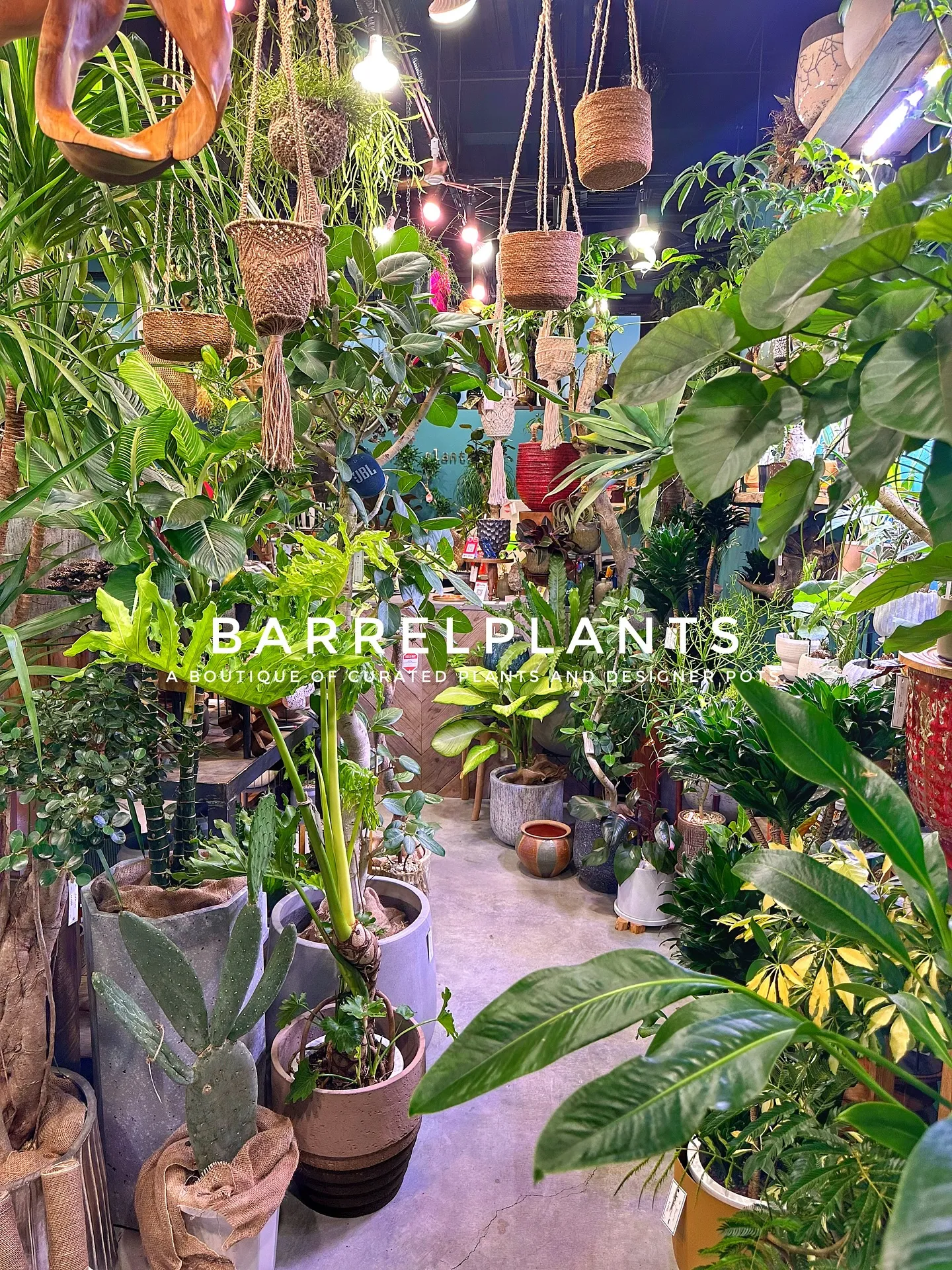 【こだわりの植物とこだわりの鉢が多数入荷！植物専門店barr...