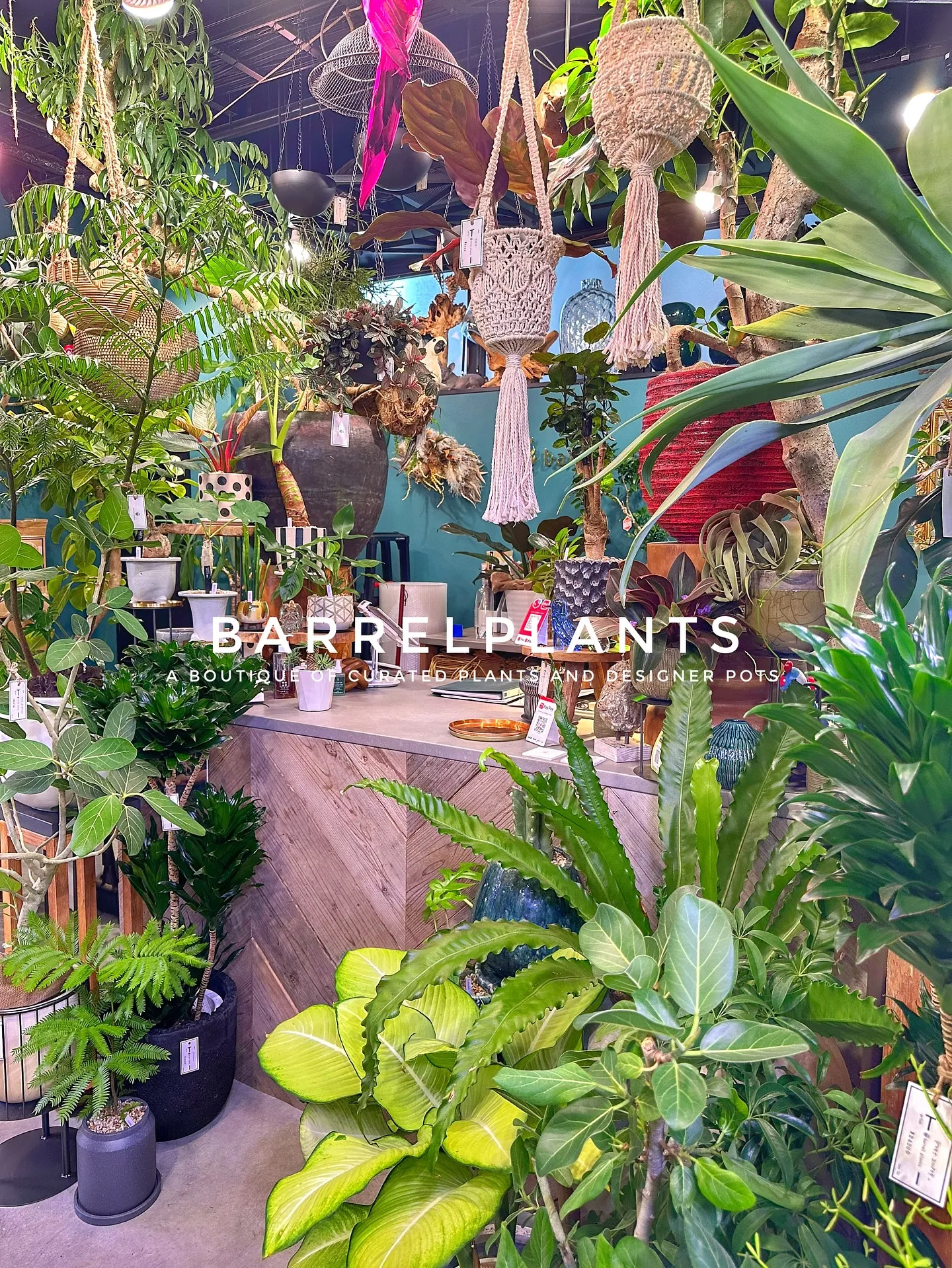 【こだわりの植物とこだわりの鉢が多数入荷！植物専門店barr...