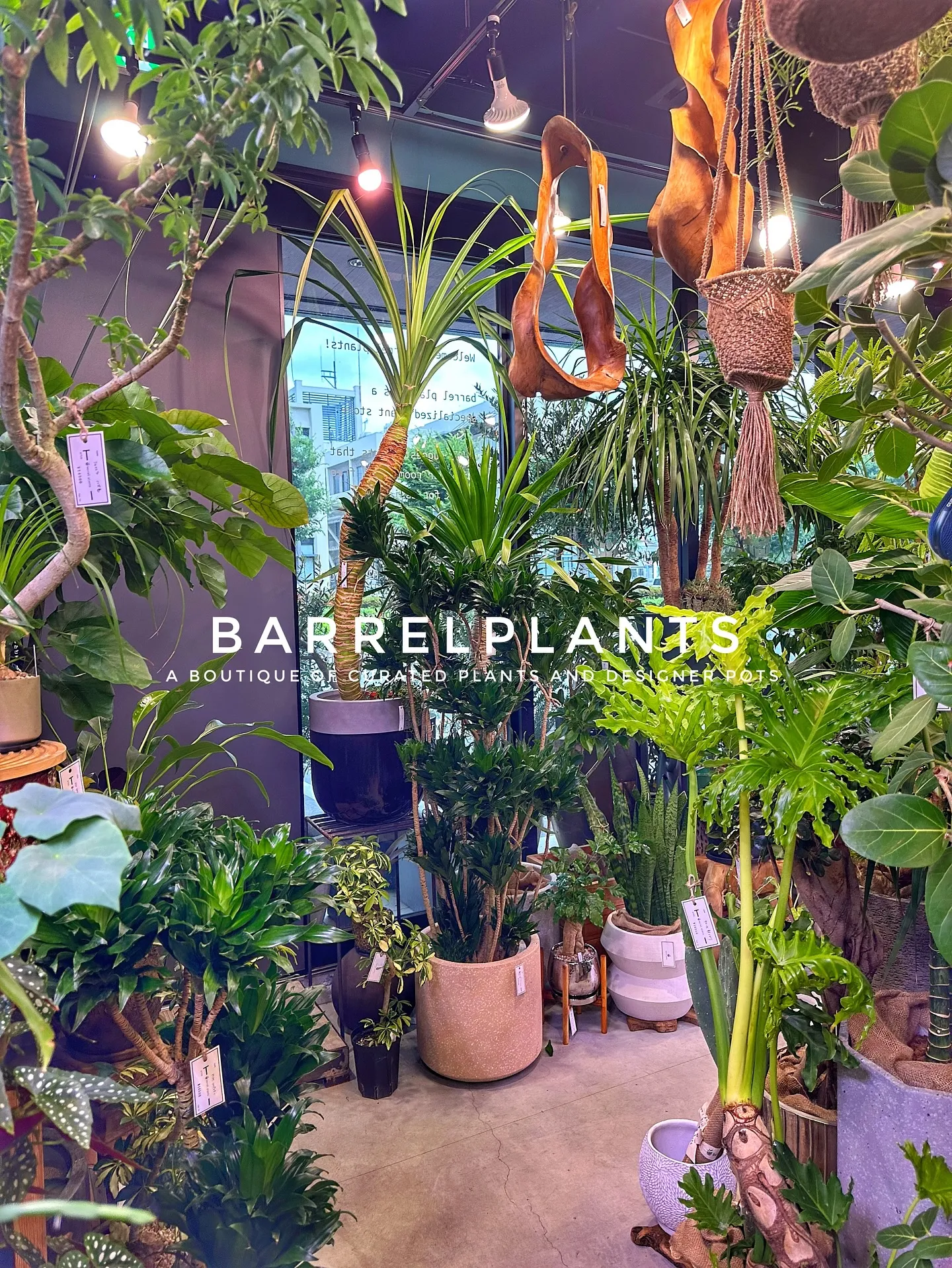【こだわりの植物とこだわりの鉢が多数入荷！植物専門店barr...