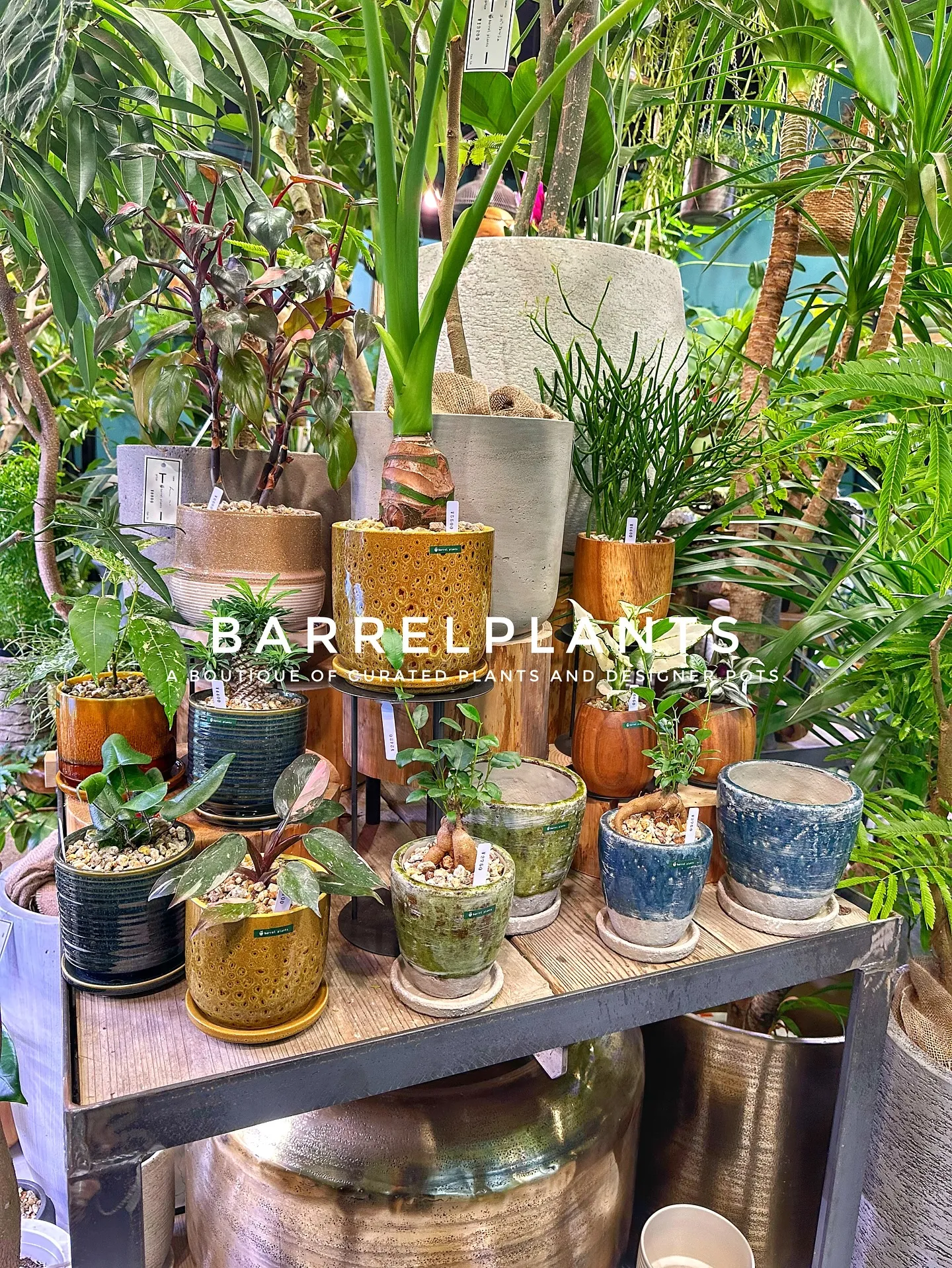 【こだわりの植物とこだわりの鉢が多数入荷！植物専門店barr...