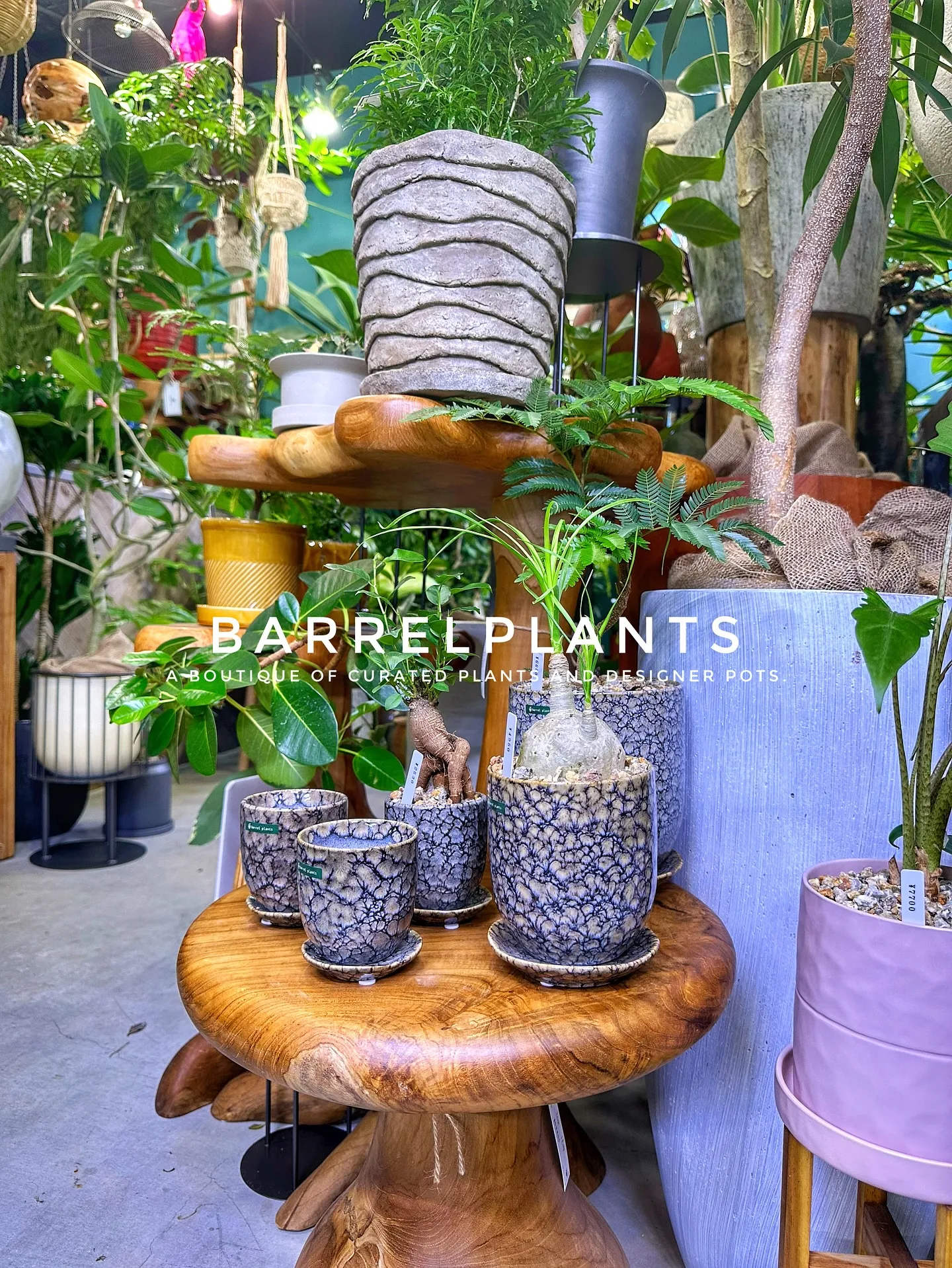 【こだわりの植物とこだわりの鉢が多数入荷！植物専門店barr...