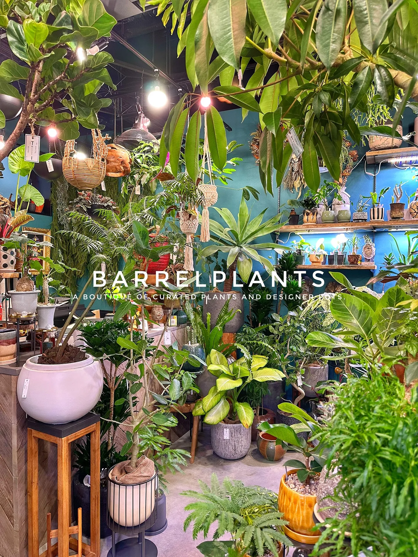 【こだわりの植物とこだわりの鉢が多数入荷！植物専門店barr...