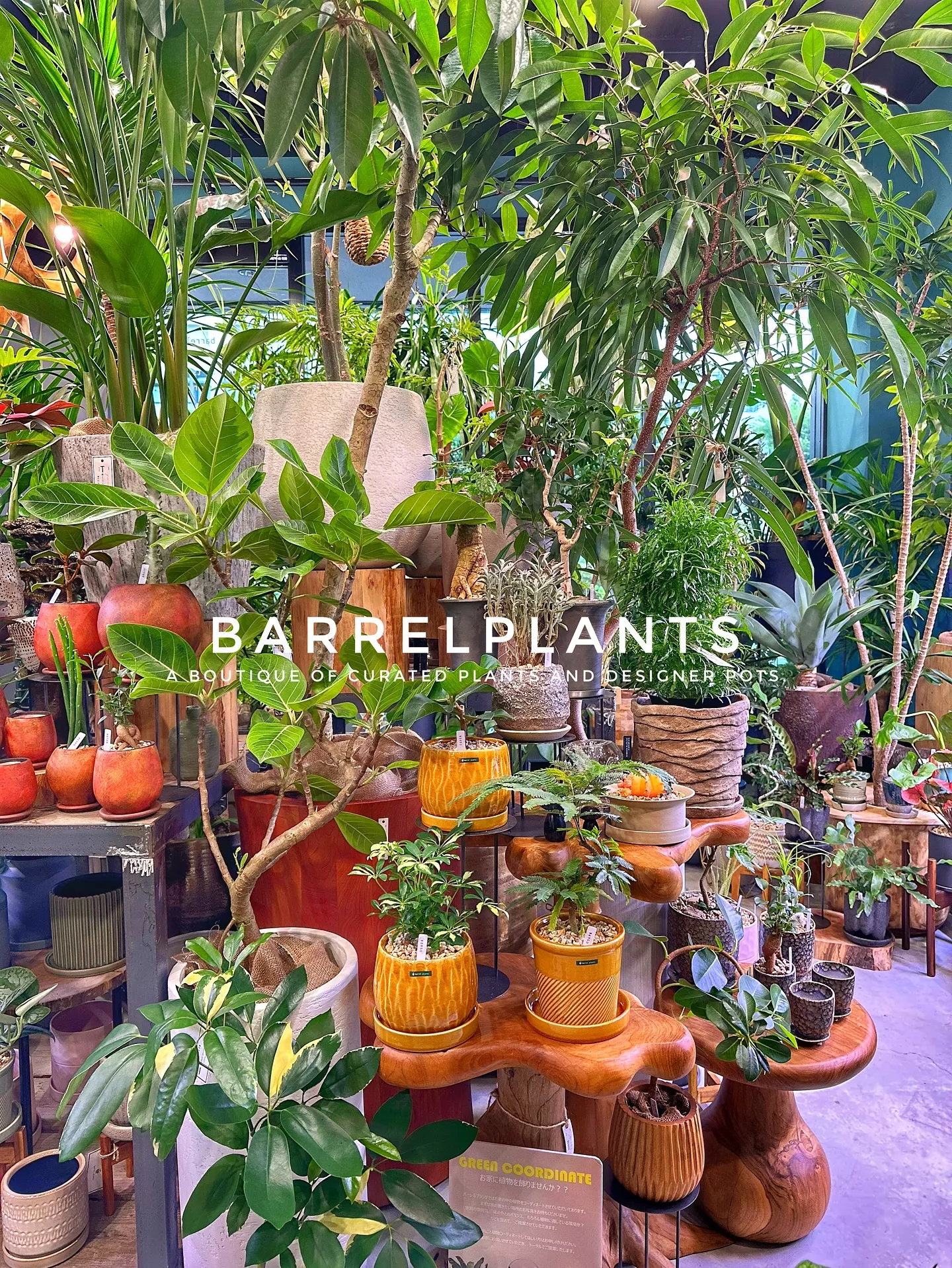 【こだわりの植物とこだわりの鉢が多数入荷！植物専門店barr...