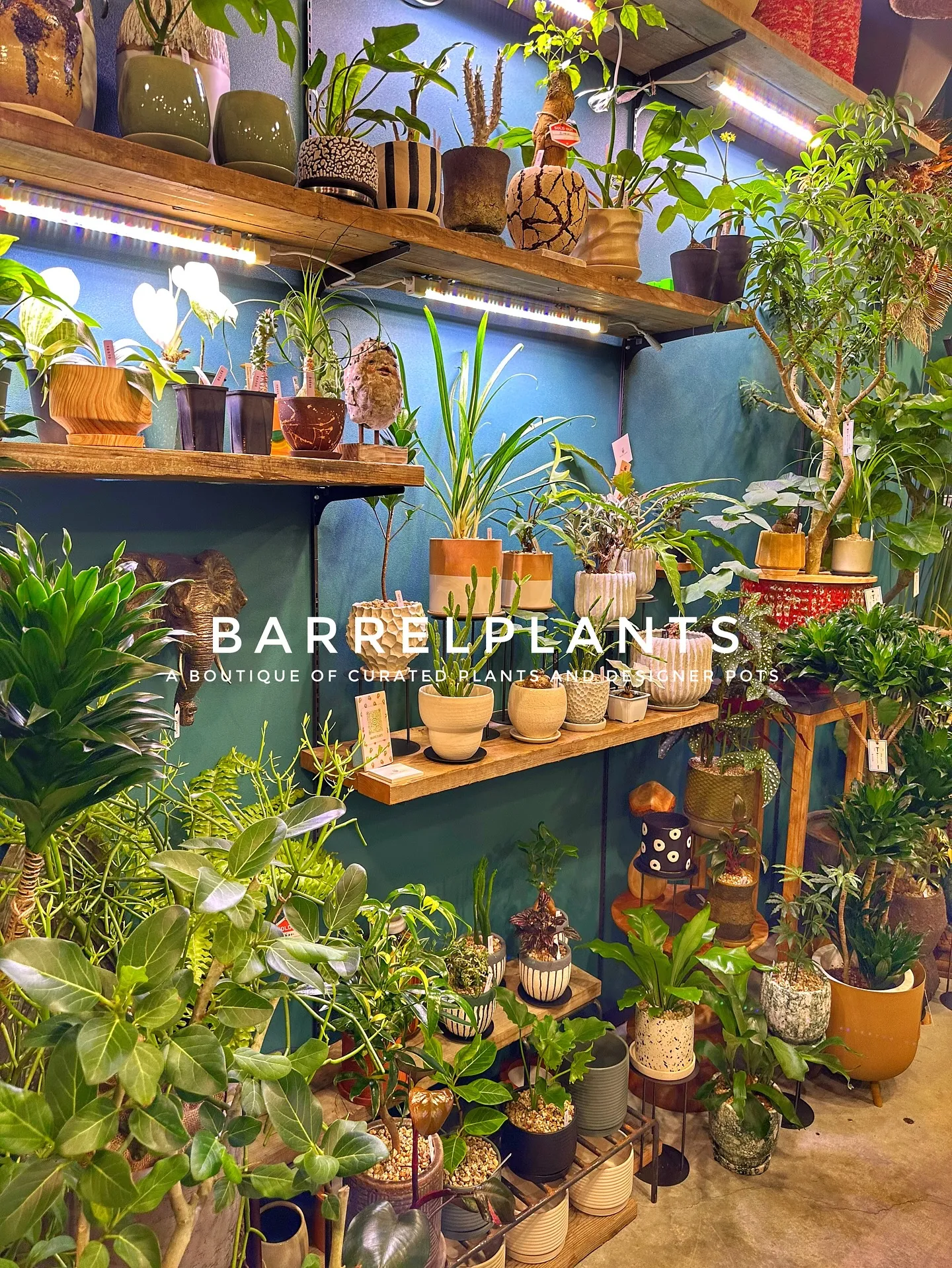 【こだわりの植物とこだわりの鉢が多数入荷！植物専門店barr...