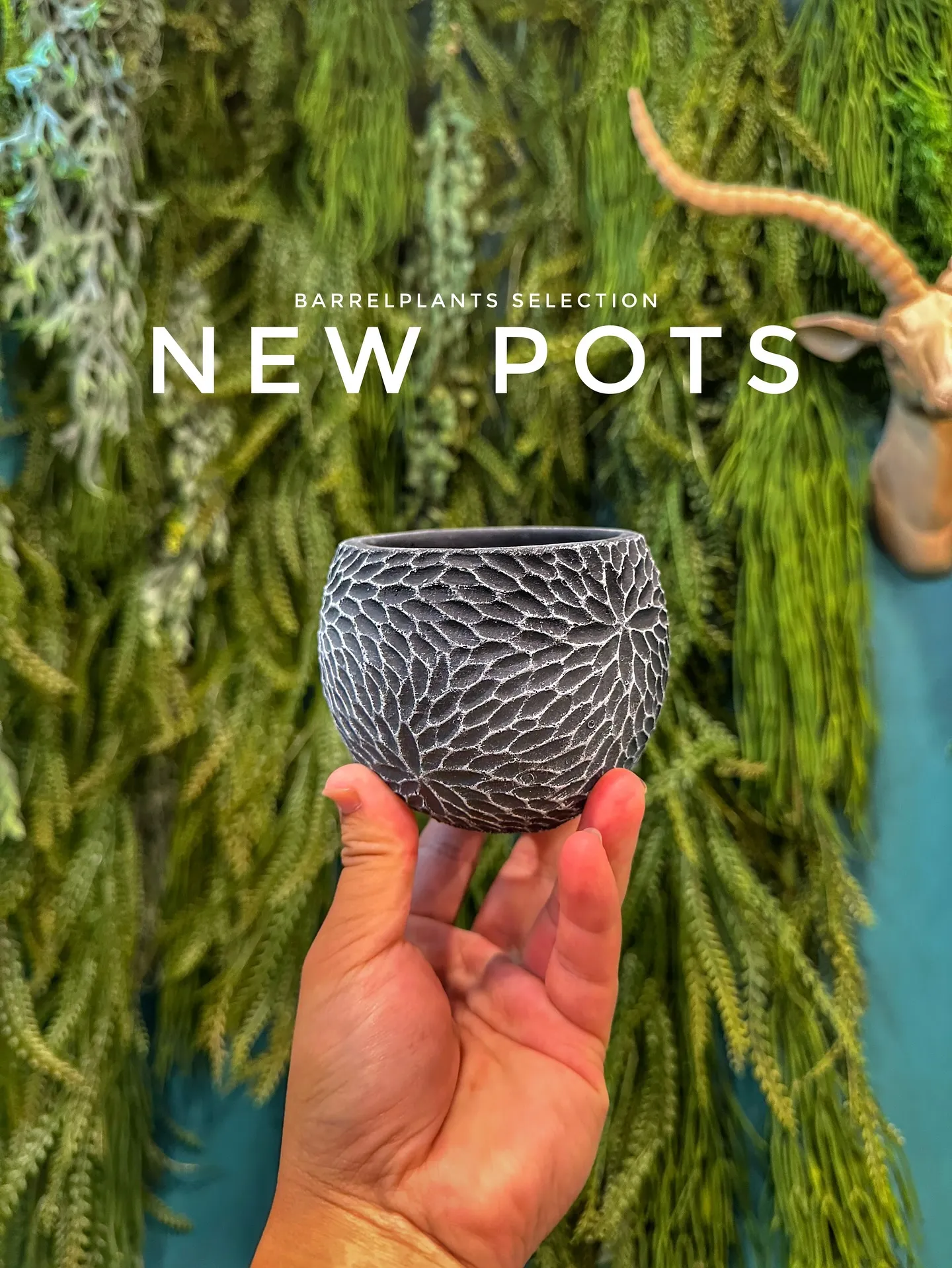 【こだわりの鉢とこだわりの植物をコーディネートするお店、ba...