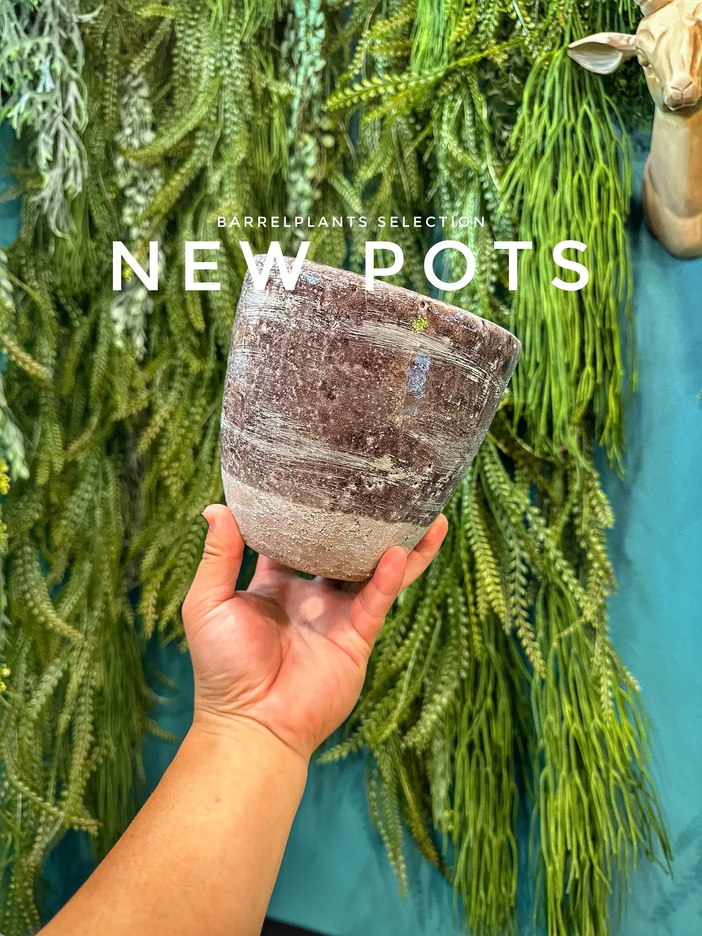 【こだわりの鉢とこだわりの植物をコーディネートするお店、ba...