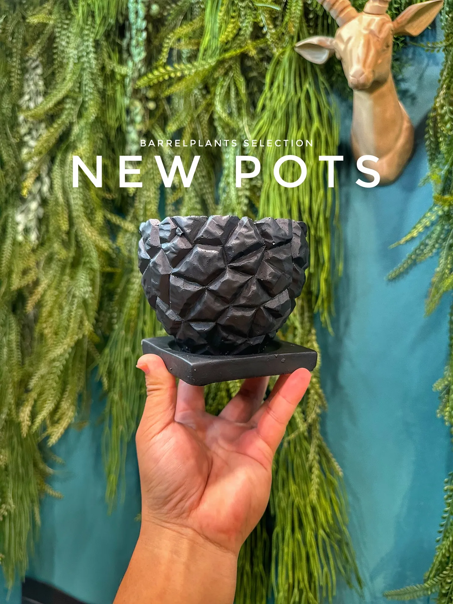【こだわりの鉢とこだわりの植物をコーディネートするお店、ba...