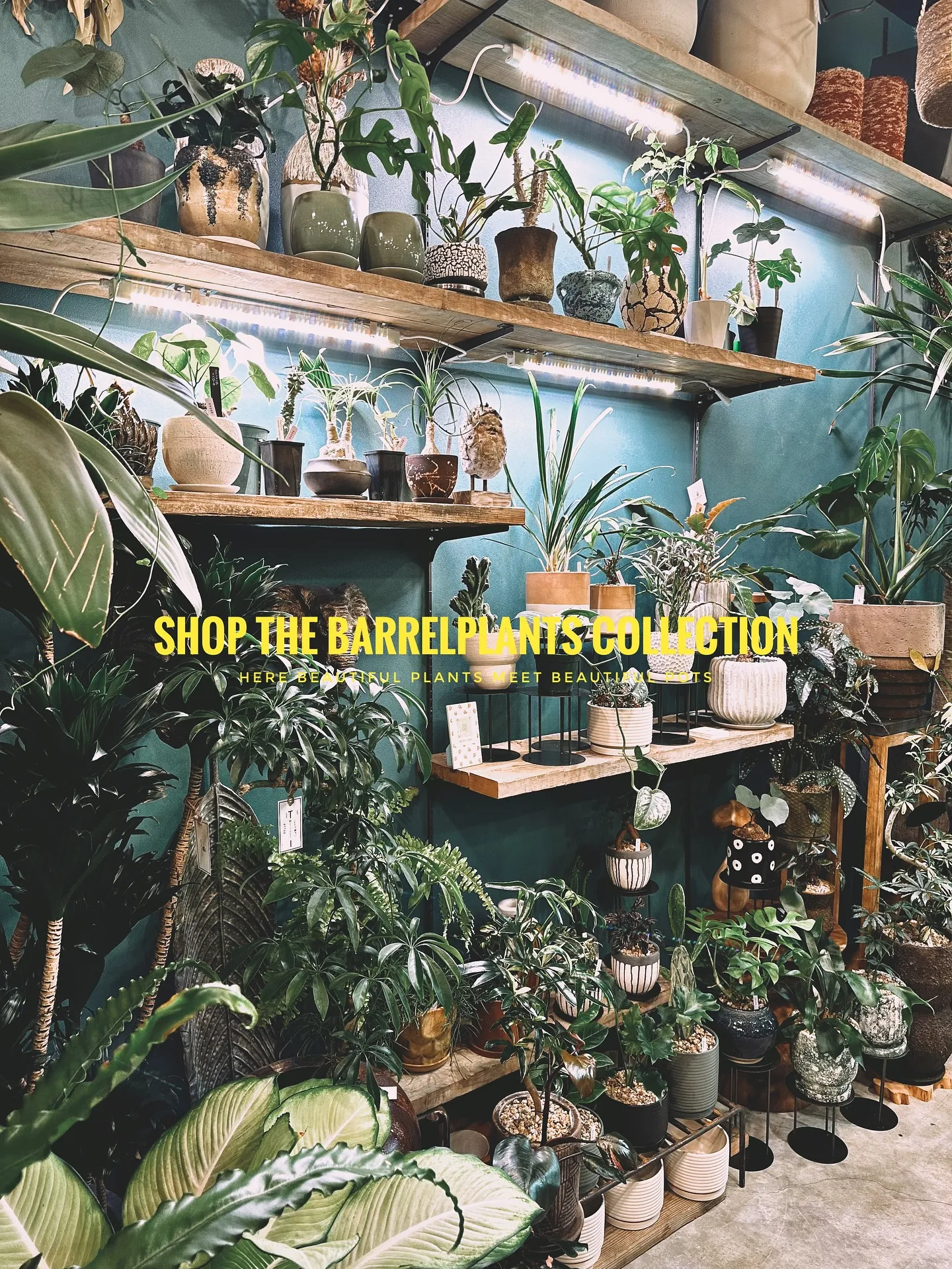 【兵庫県にある、感性で選ぶ植物と鉢の専門店。