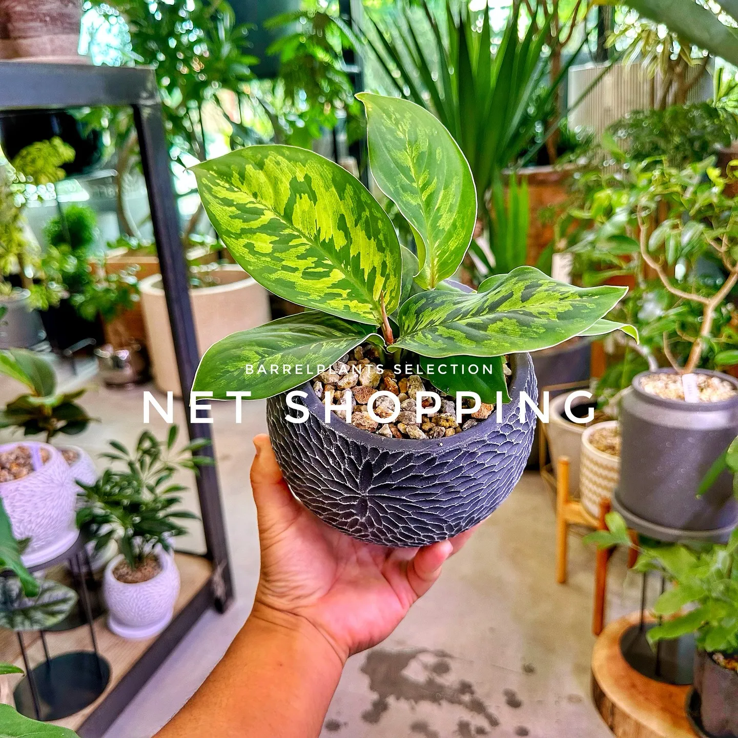 【植物専門店barrelplants、ネットショッピング追加...