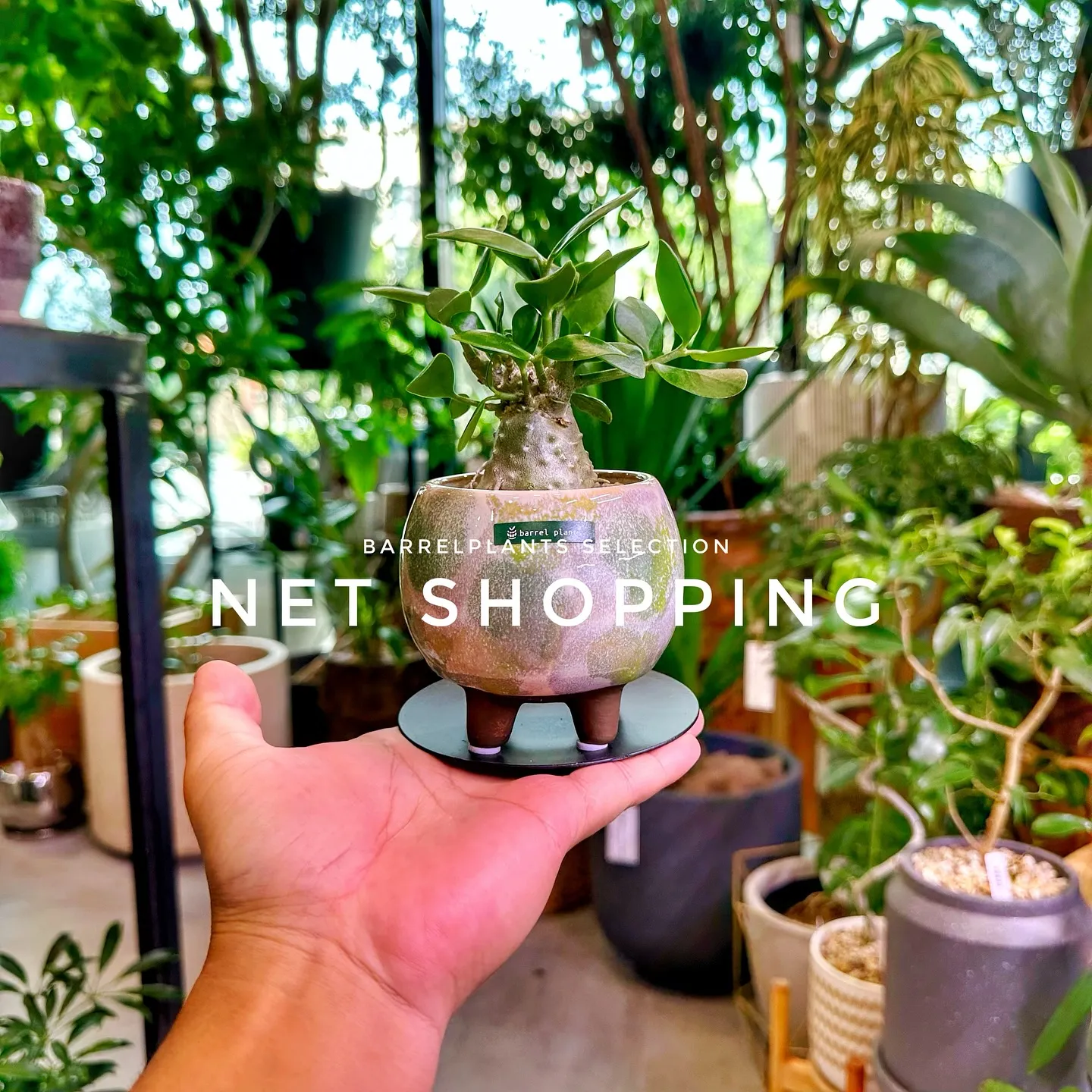 【植物専門店barrelplants、ネットショッピング追加...