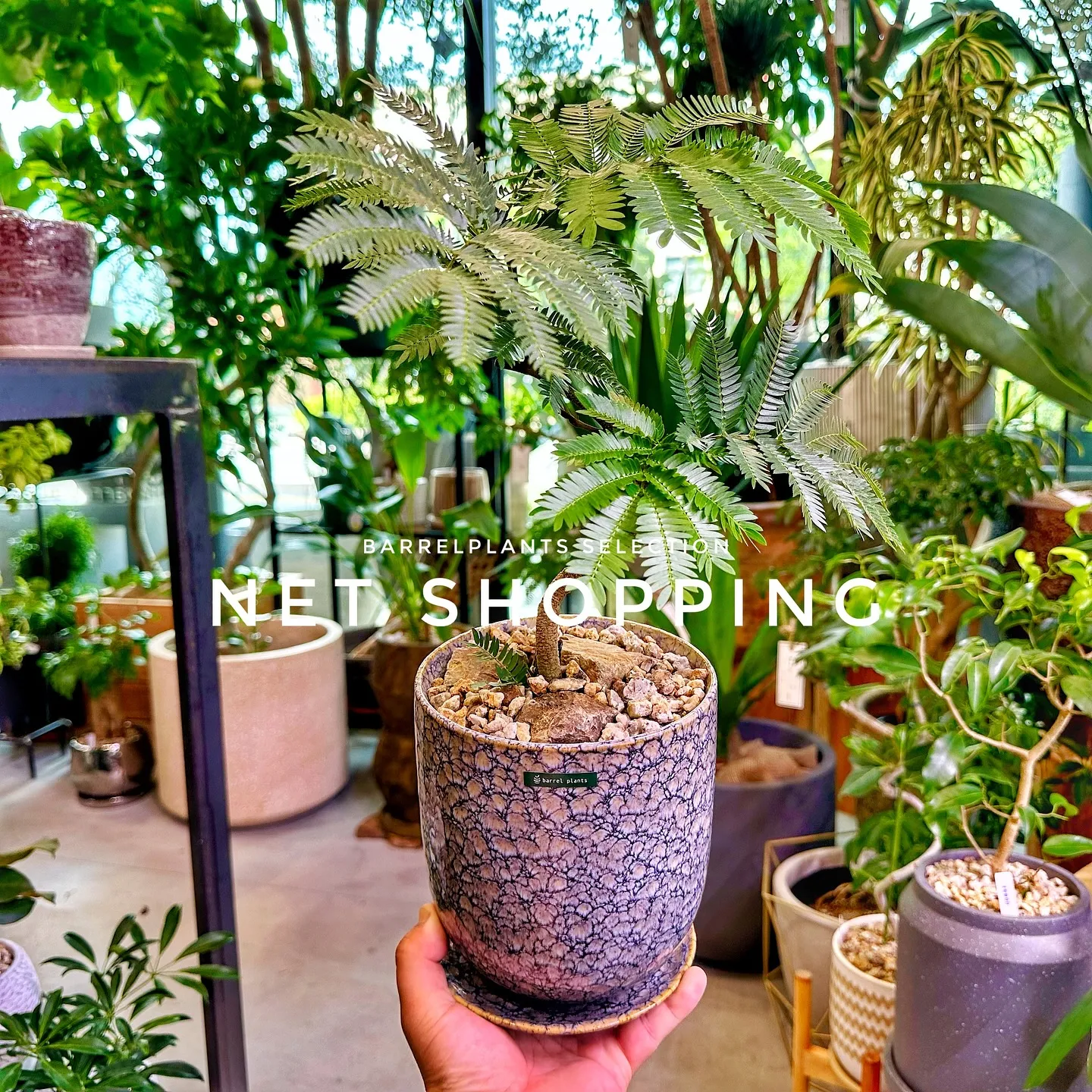 【植物専門店barrelplants、ネットショッピング追加...