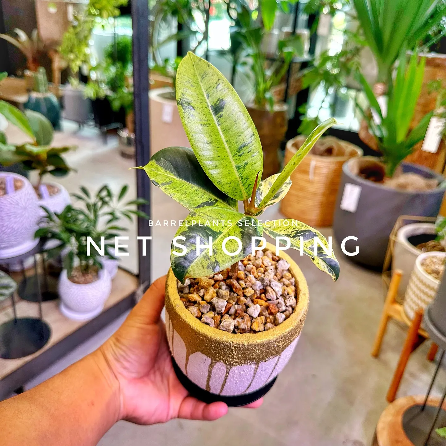 【植物専門店barrelplants、ネットショッピング追加...