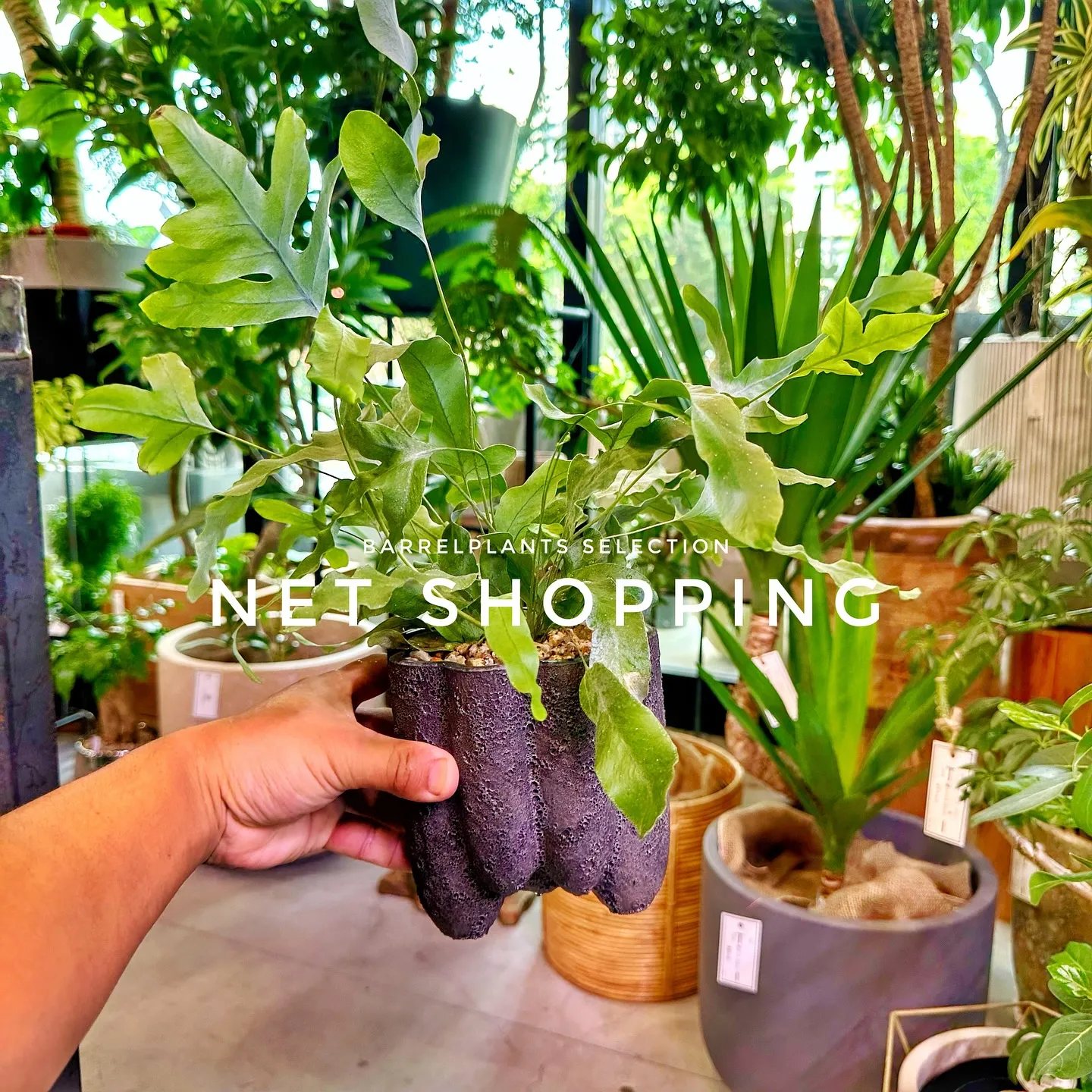 【植物専門店barrelplants、ネットショッピング追加...