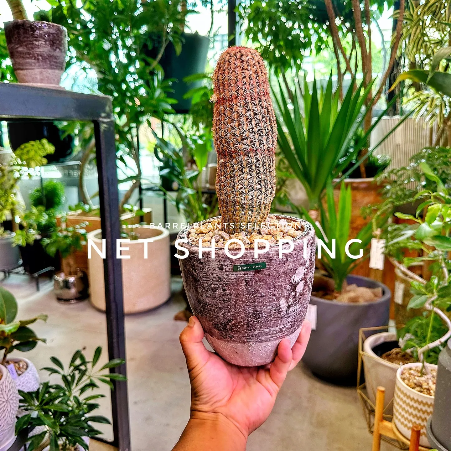 【植物専門店barrelplants、ネットショッピング追加...