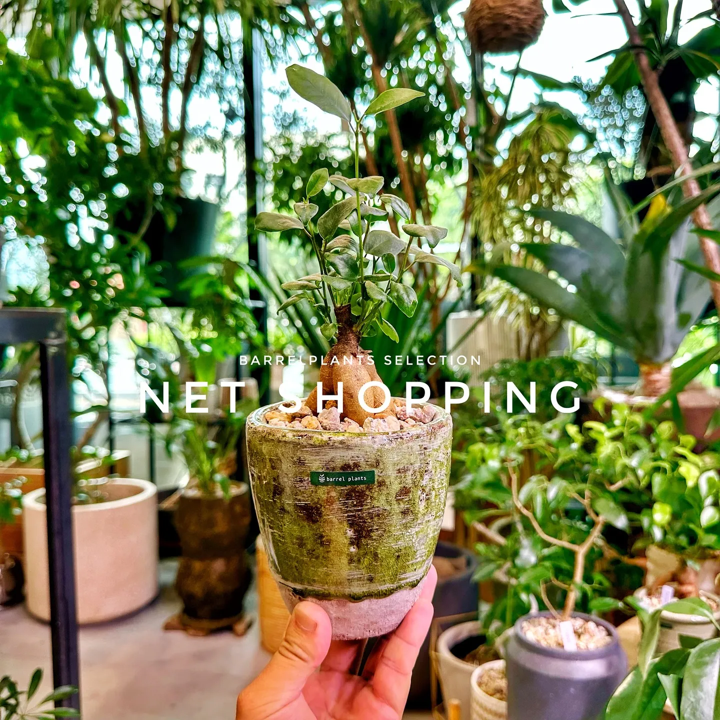 【植物専門店barrelplants、ネットショッピング追加...